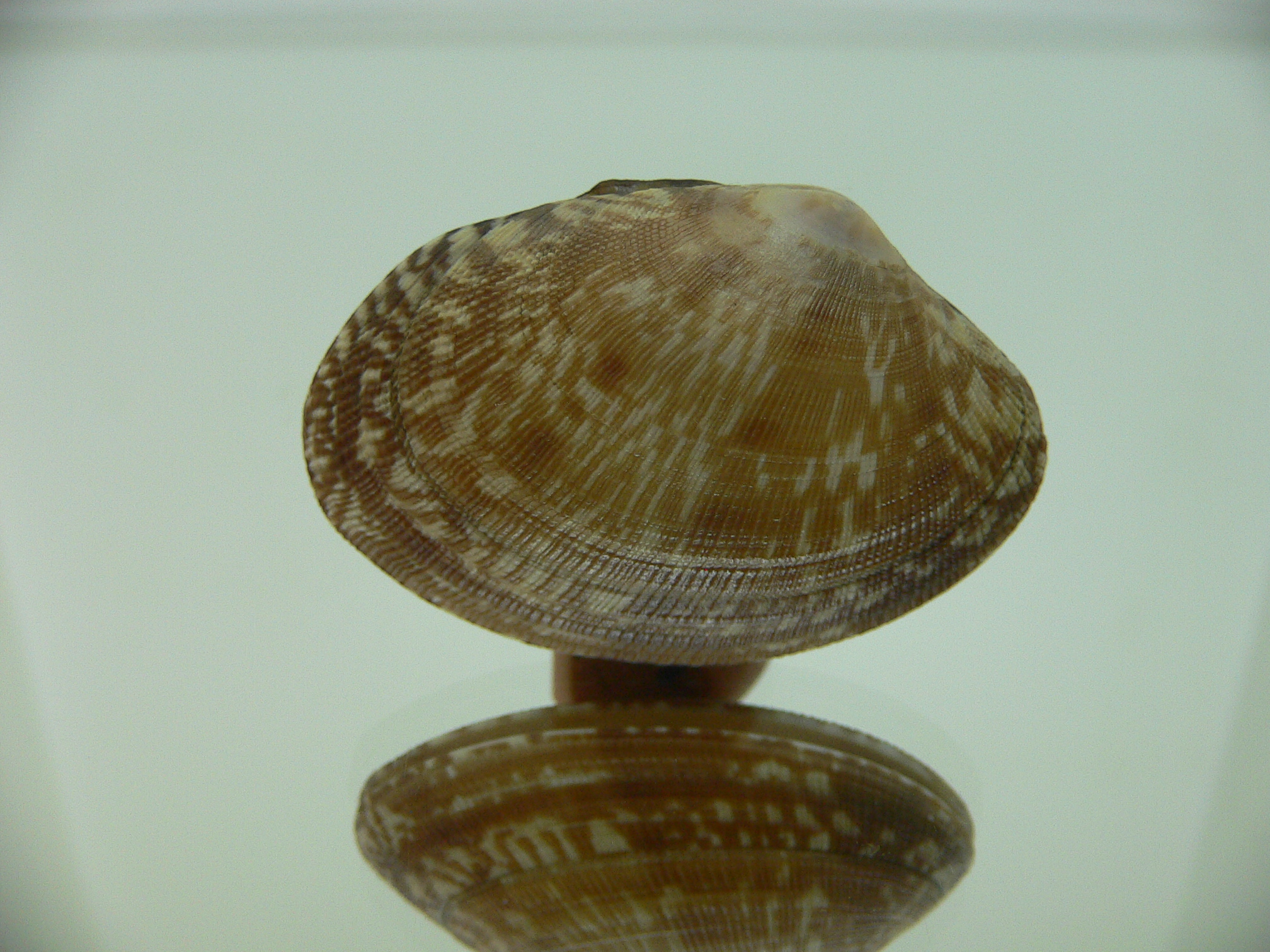 Venerupis aspera DARK COLOR