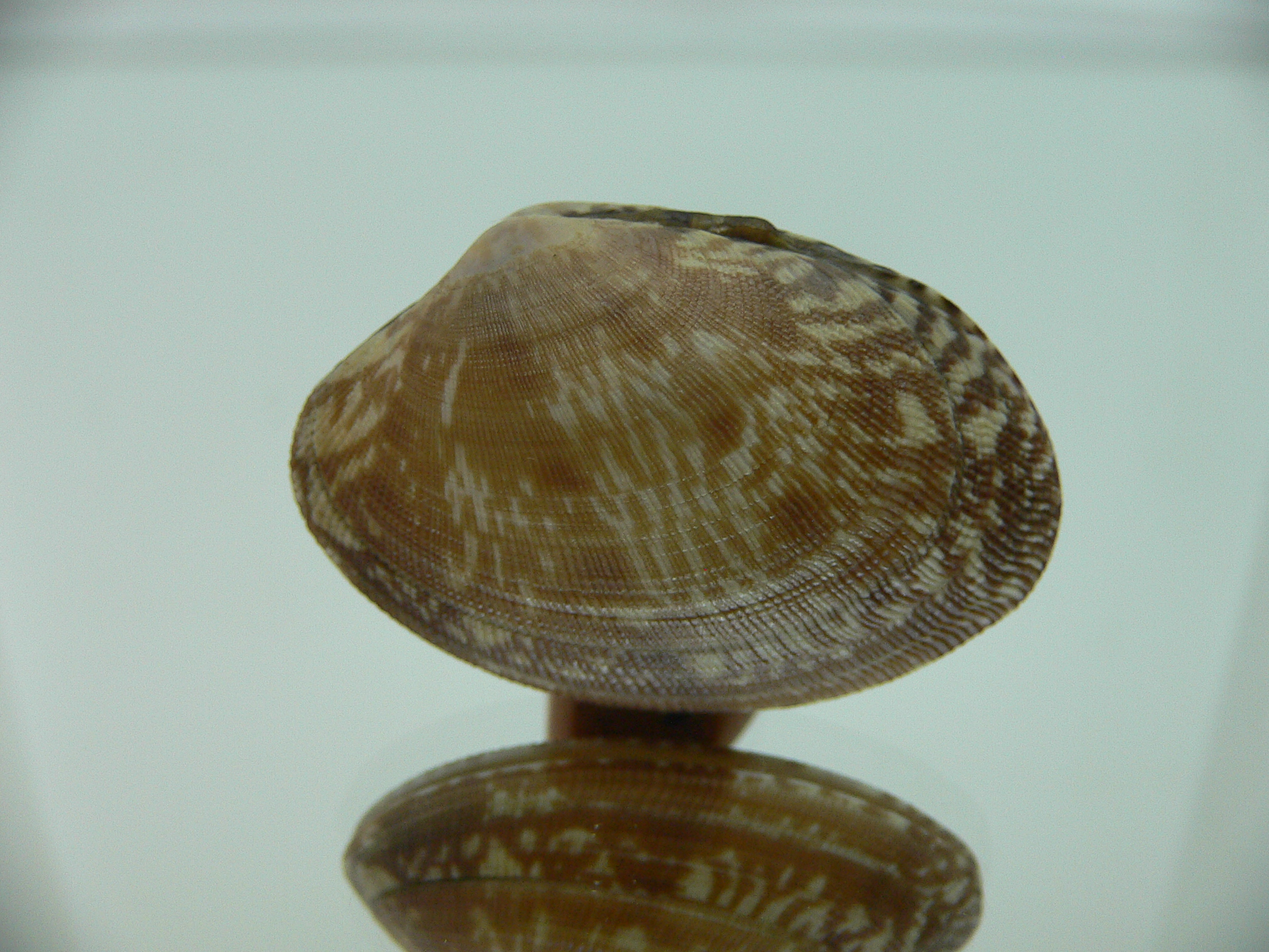 Venerupis aspera DARK COLOR