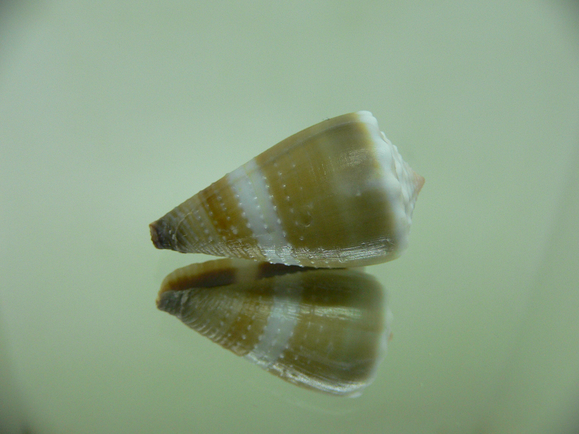 Conus lividus COLOR & GRANULATED