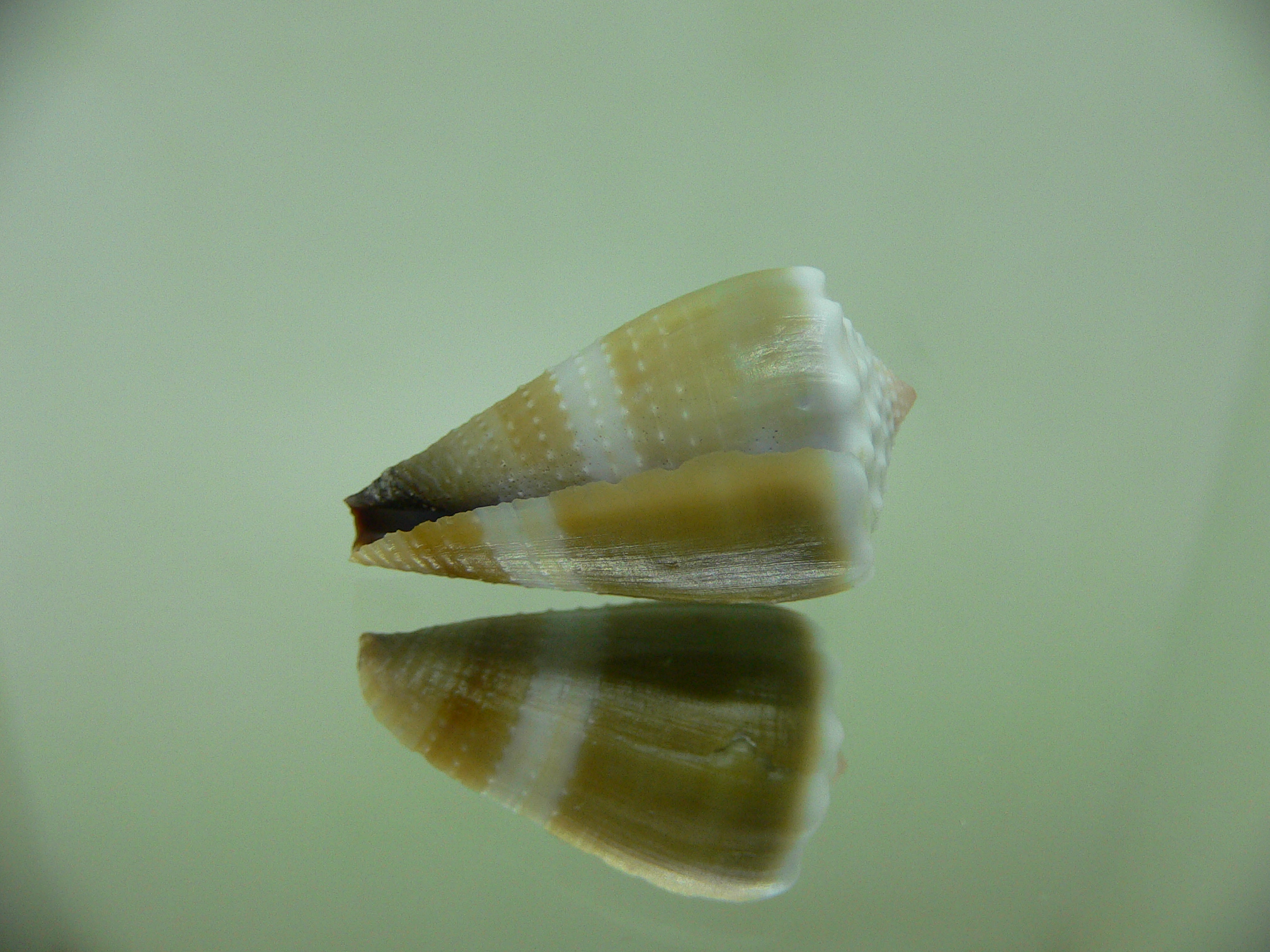 Conus lividus COLOR & GRANULATED