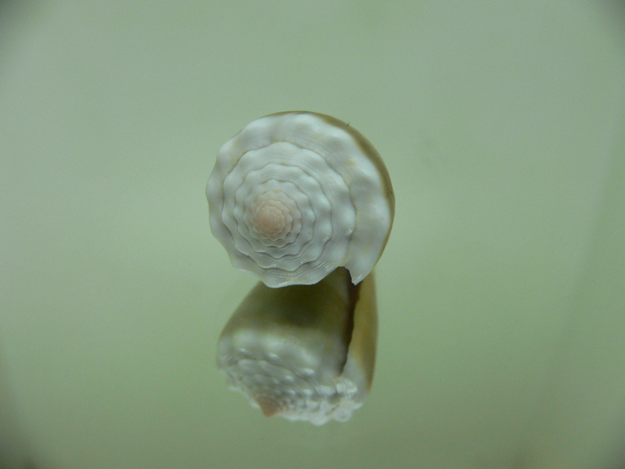 Conus lividus COLOR & GRANULATED