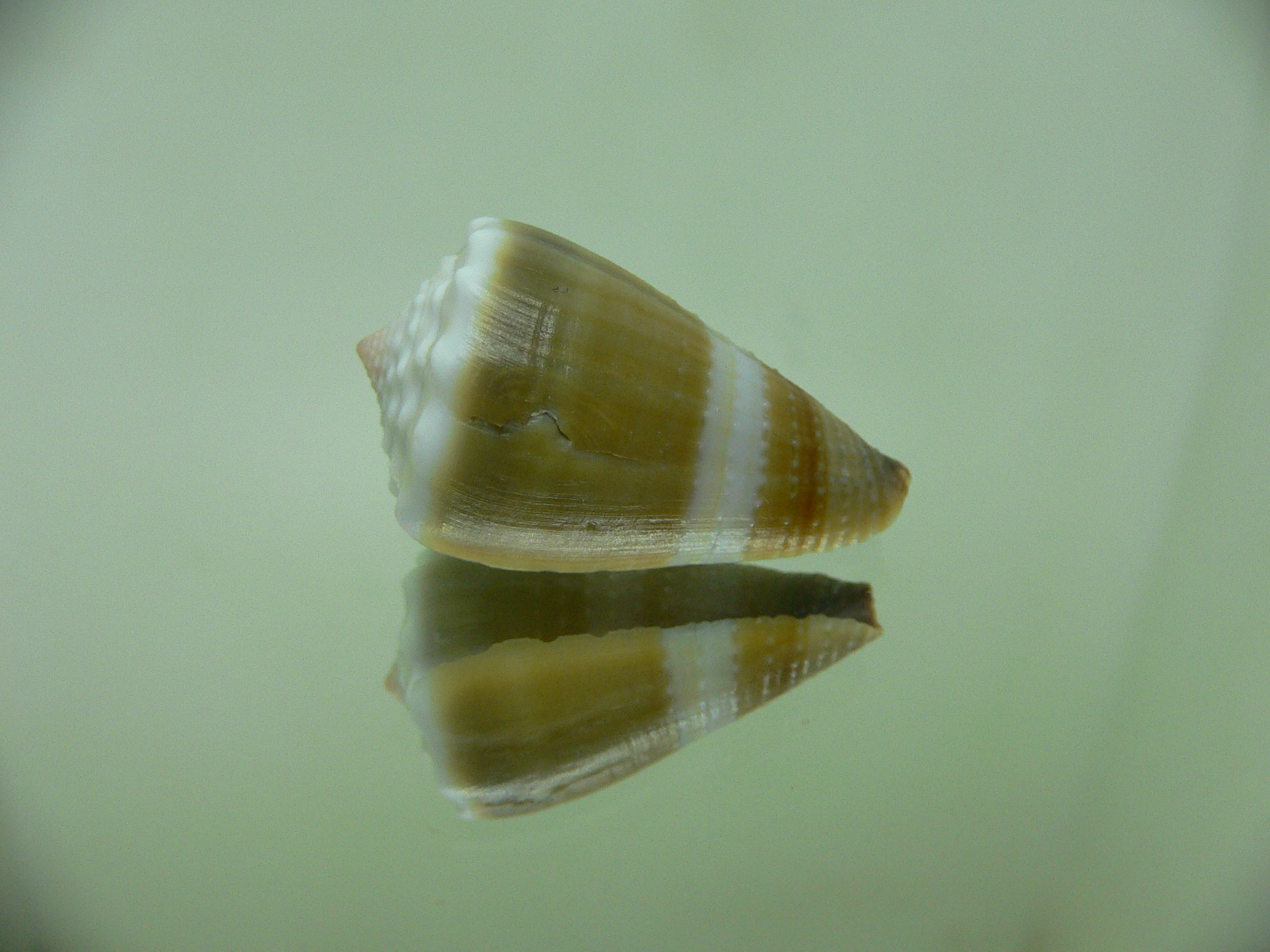 Conus lividus COLOR & GRANULATED