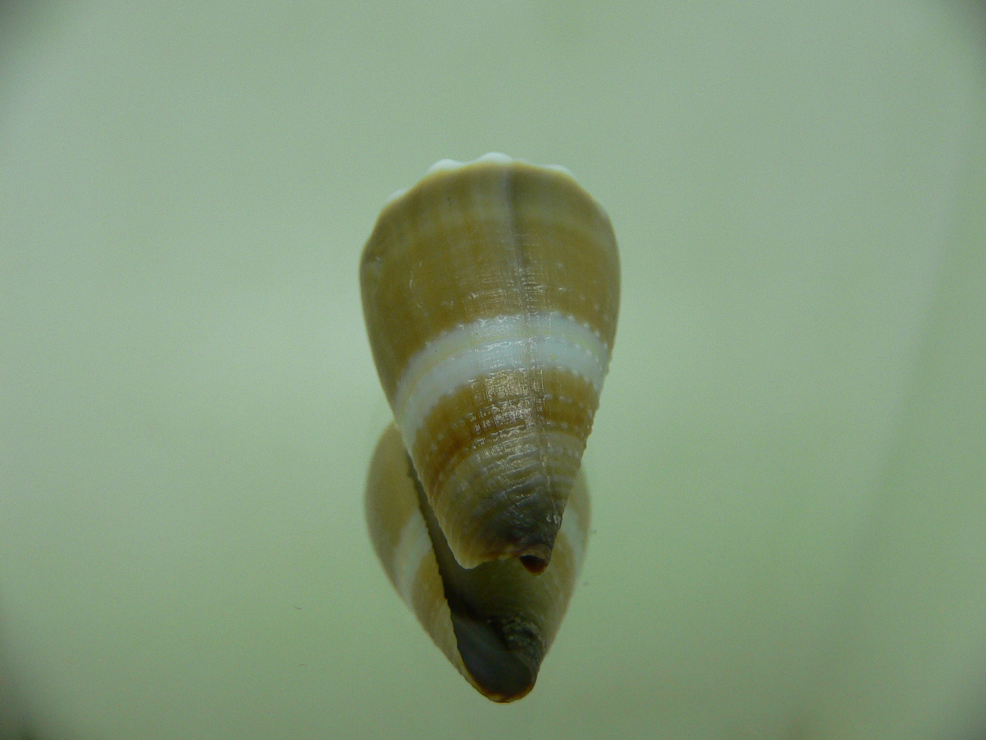 Conus lividus COLOR & GRANULATED