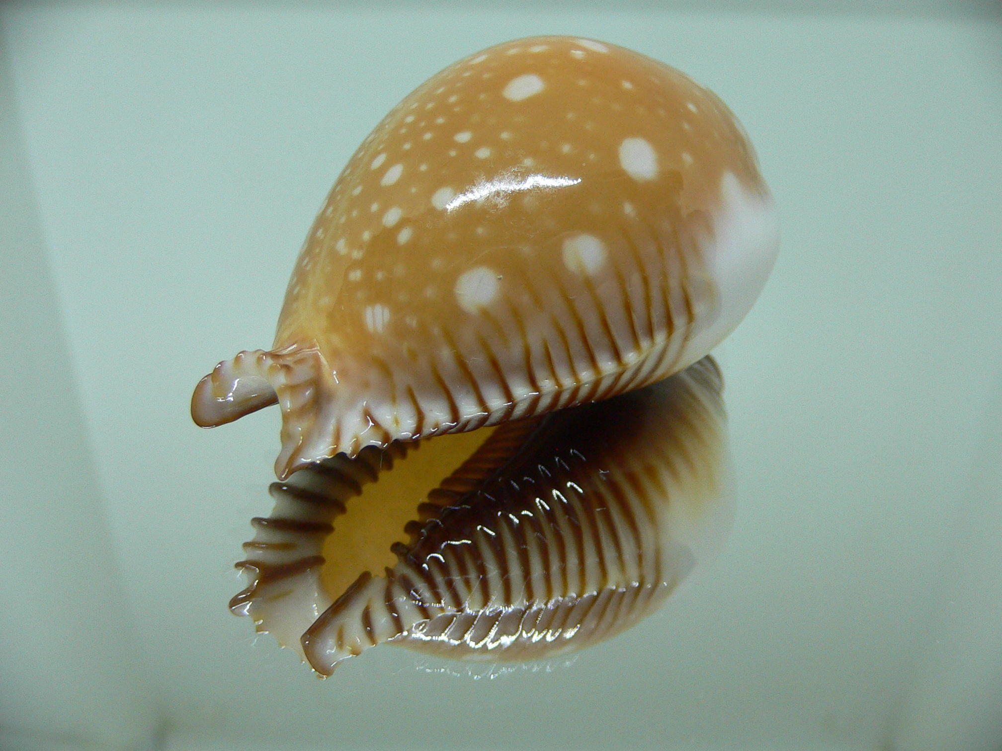 Cypraea guttata guttata BIG & LOVELY