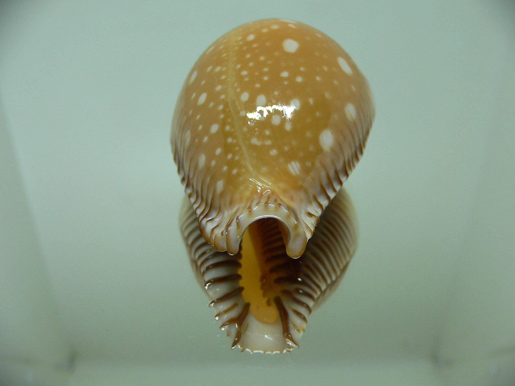 Cypraea guttata guttata BIG & LOVELY