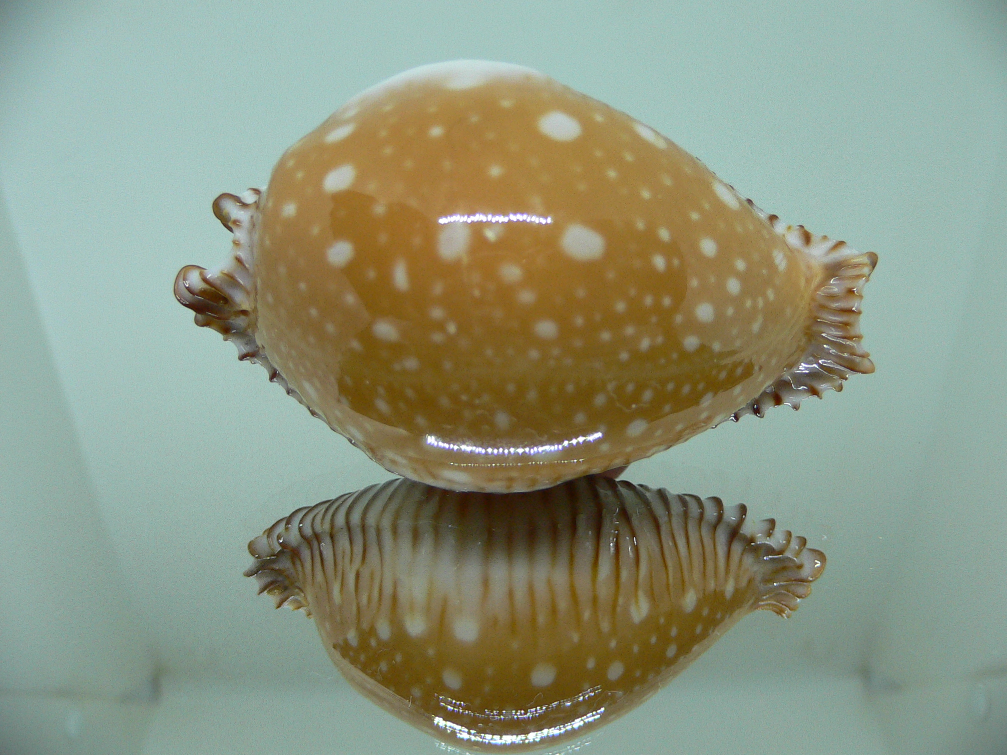 Cypraea guttata guttata BIG & LOVELY