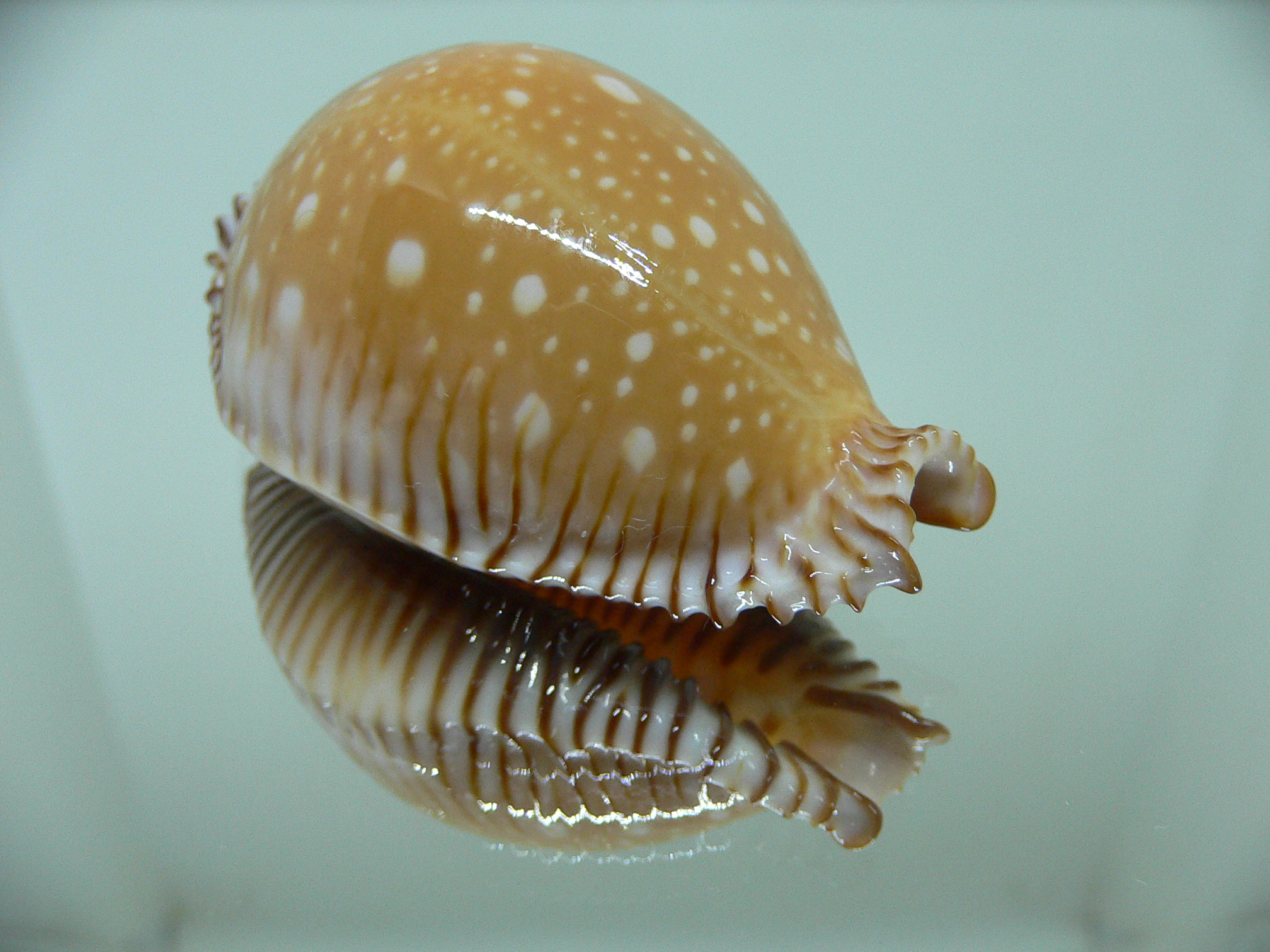 Cypraea guttata guttata BIG & LOVELY