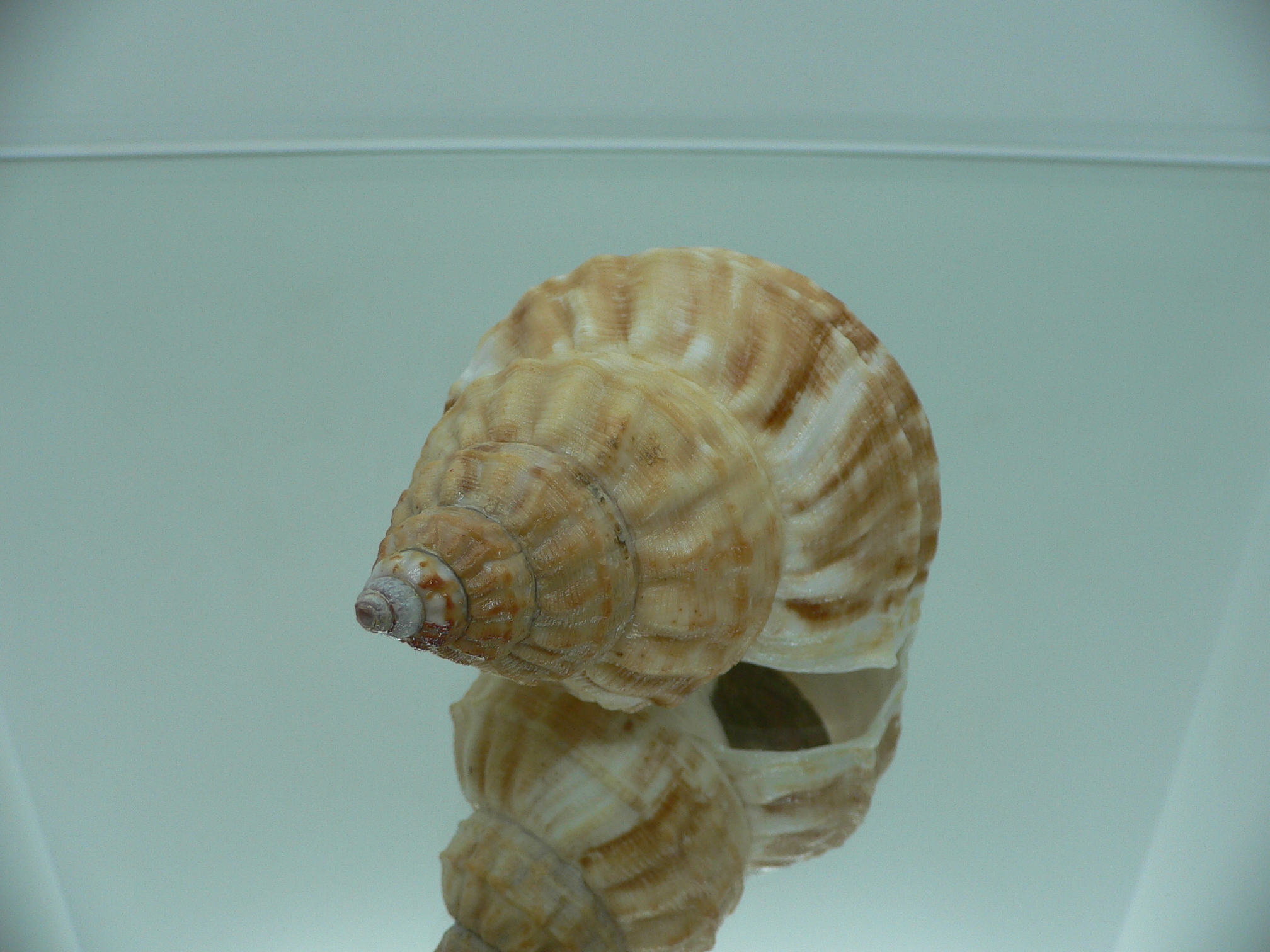 Buccinum verkruzeni BROWN