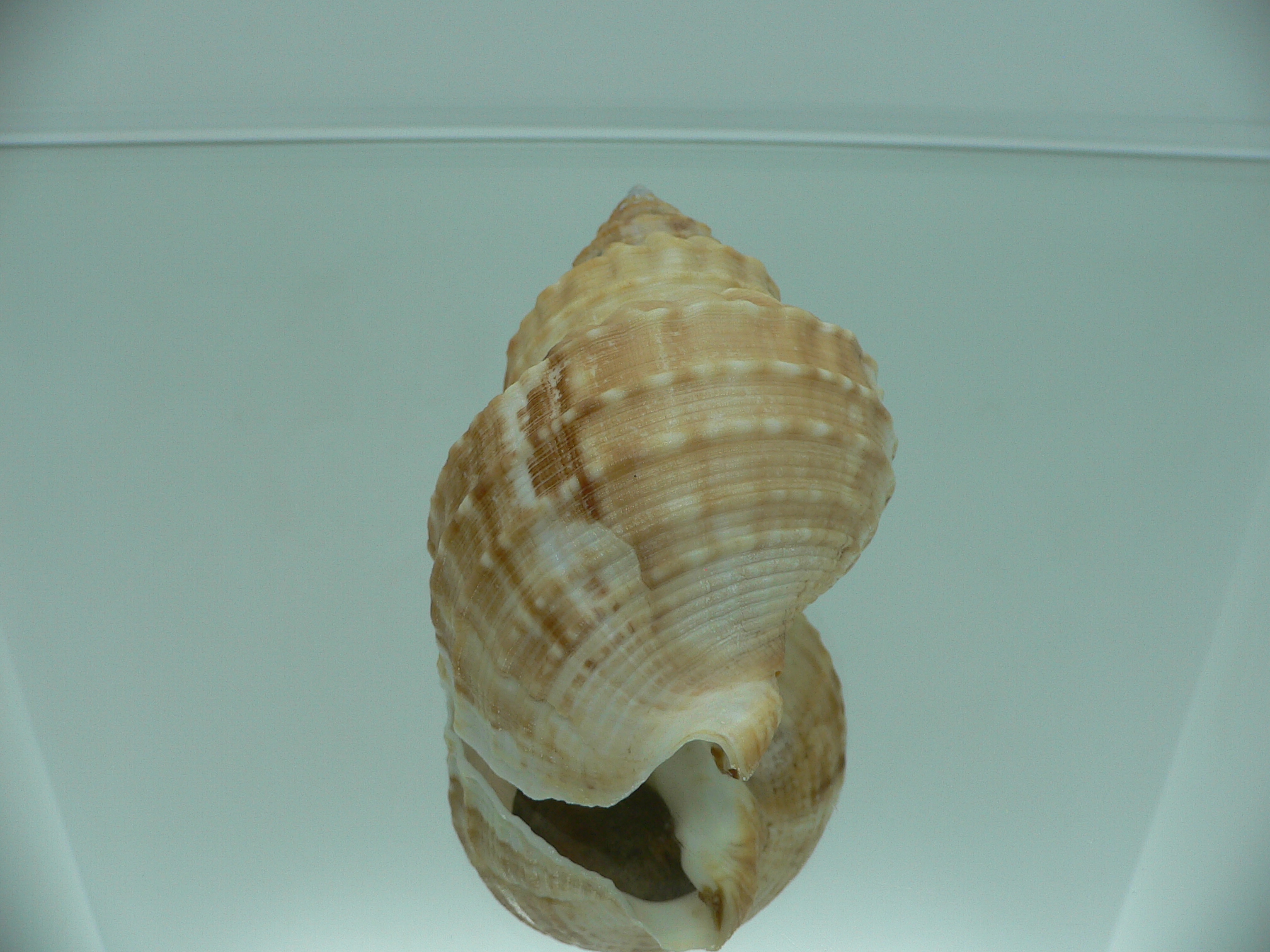 Buccinum verkruzeni BROWN