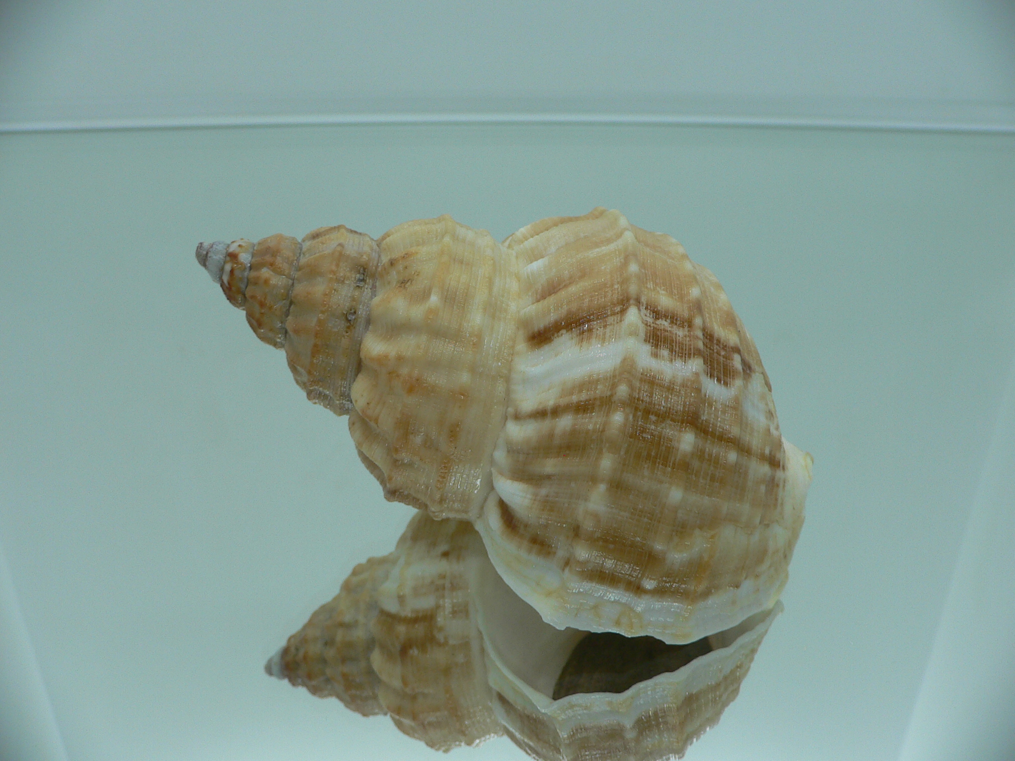 Buccinum verkruzeni BROWN