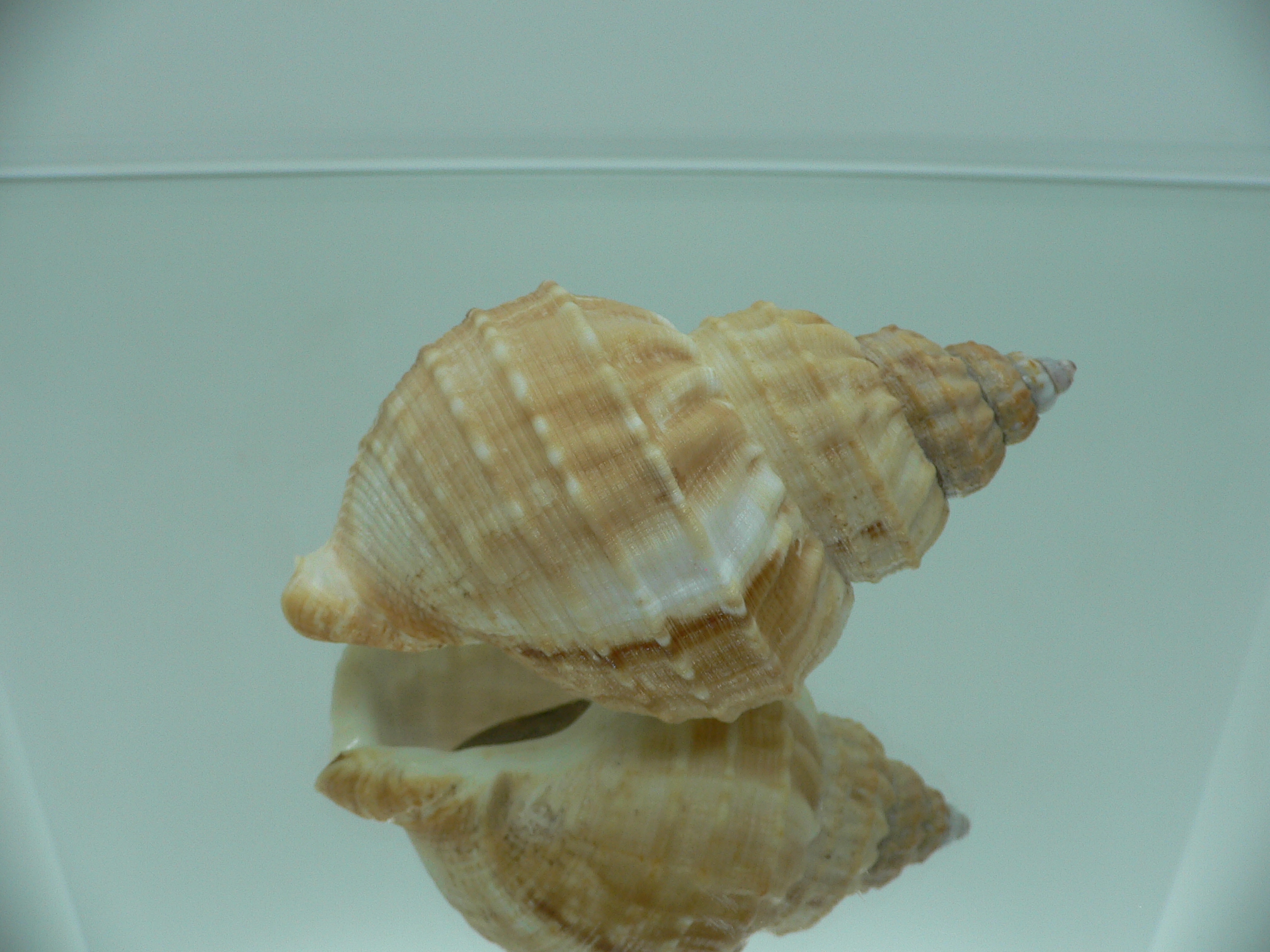 Buccinum verkruzeni BROWN