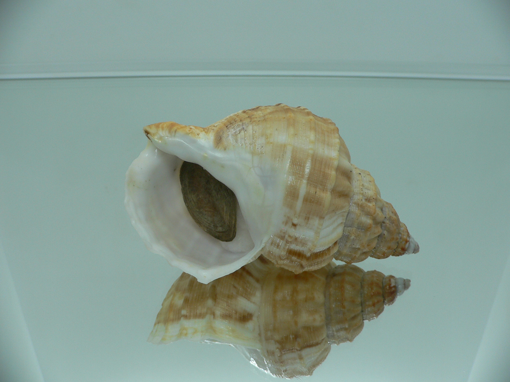 Buccinum verkruzeni BROWN