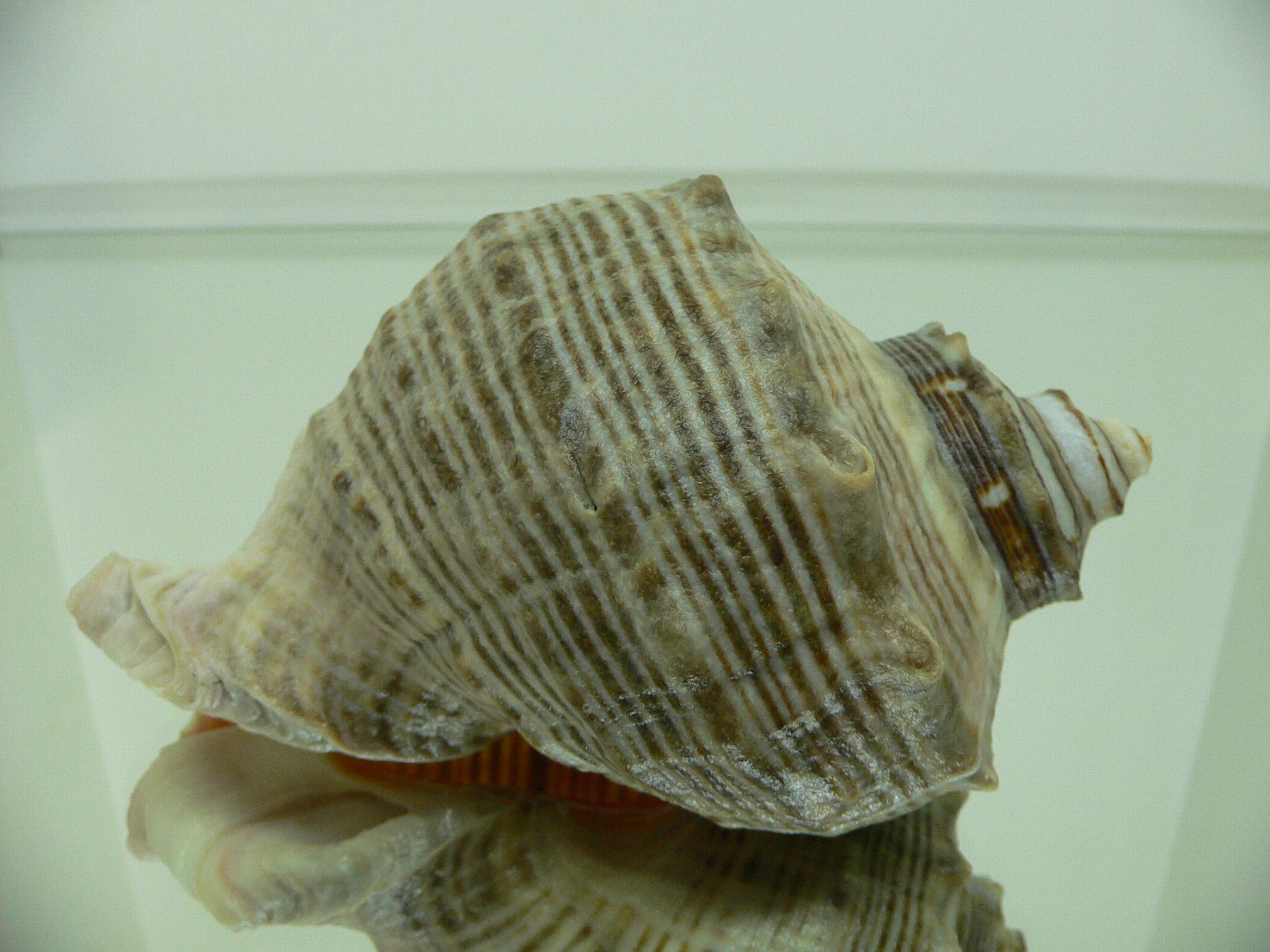 Rapana venosa STRIPES