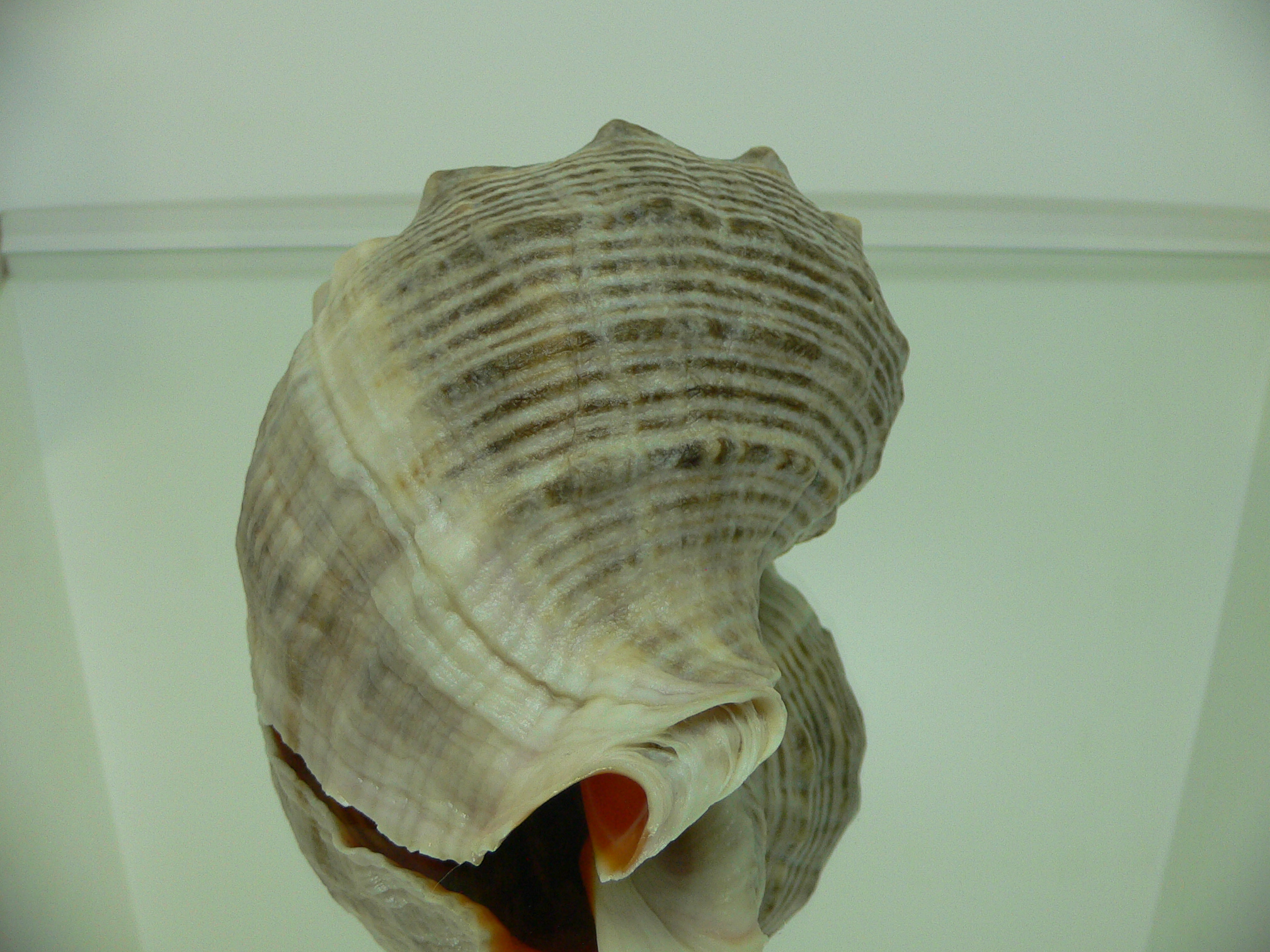Rapana venosa STRIPES