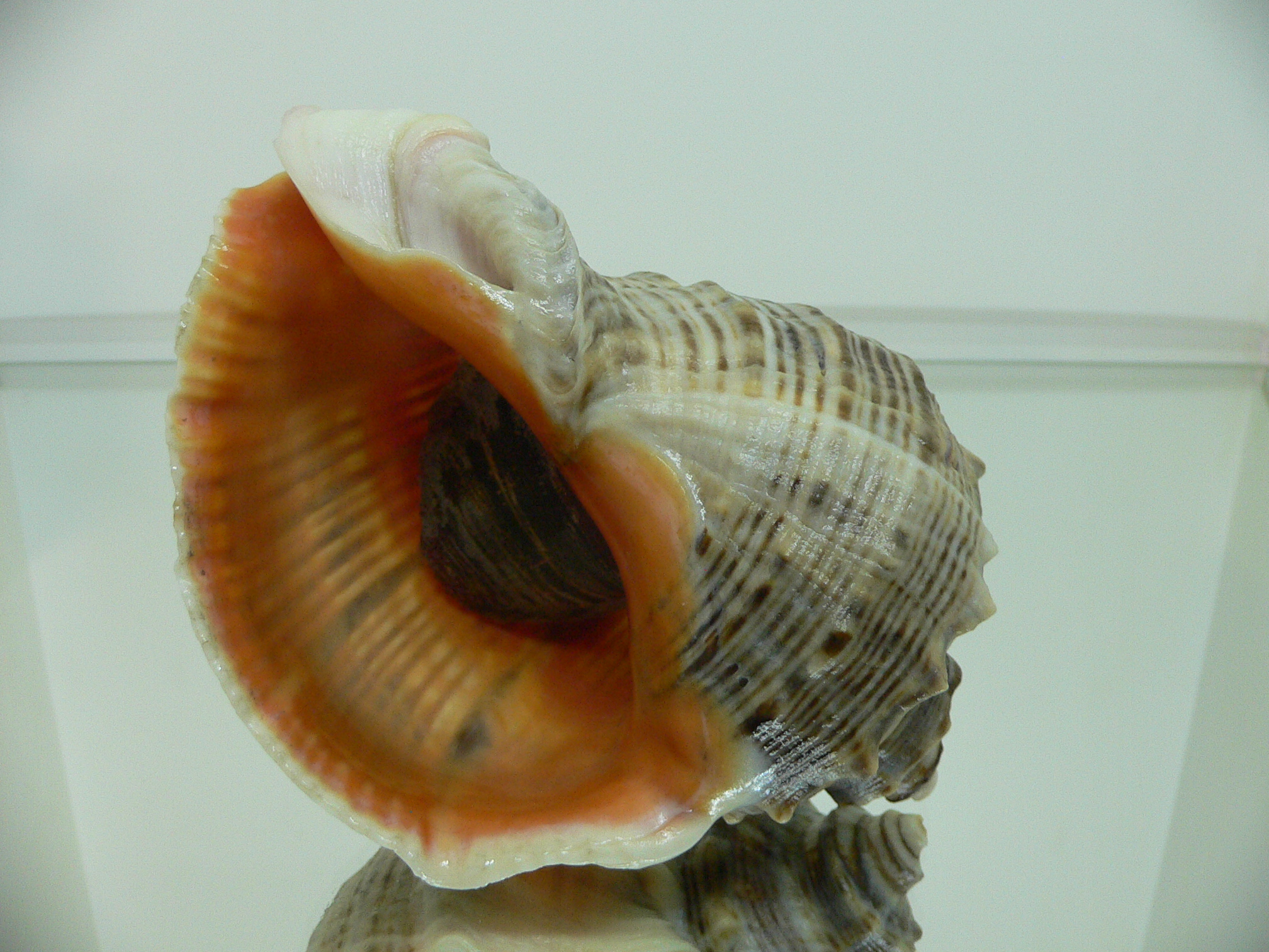 Rapana venosa STRIPES