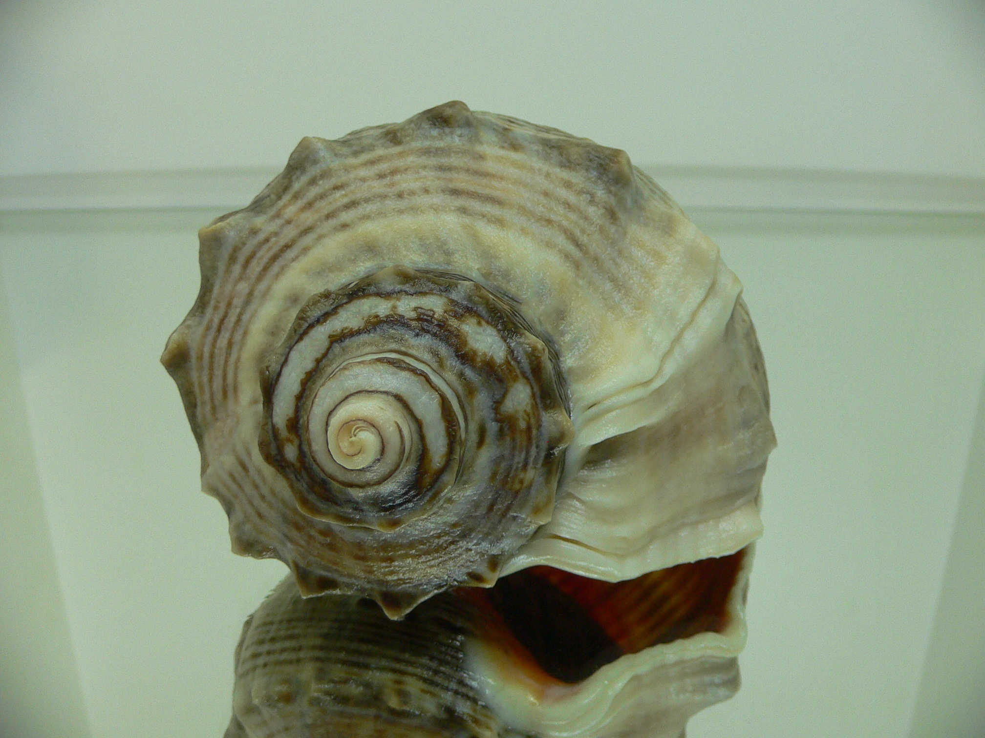 Rapana venosa STRIPES