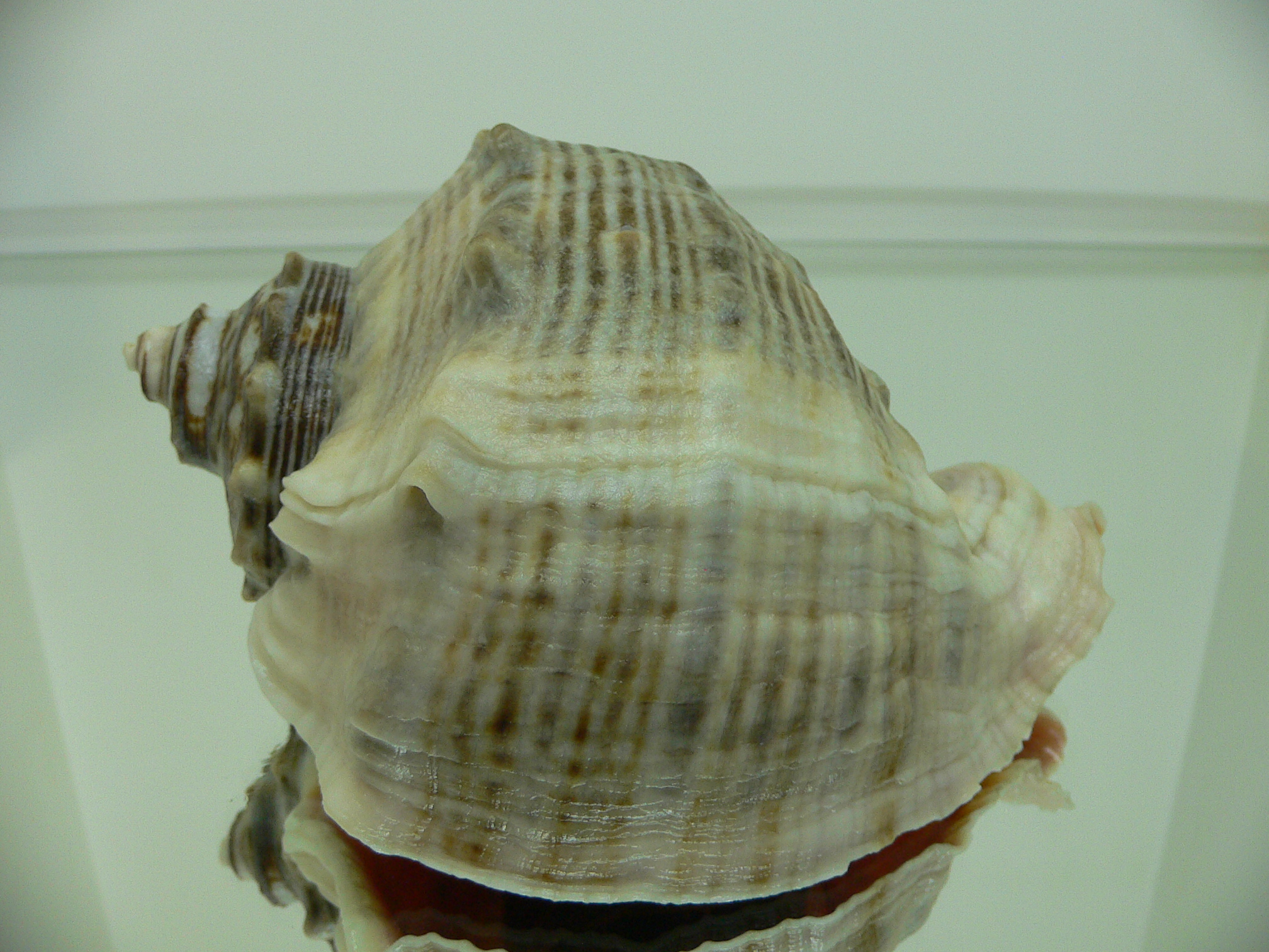 Rapana venosa STRIPES