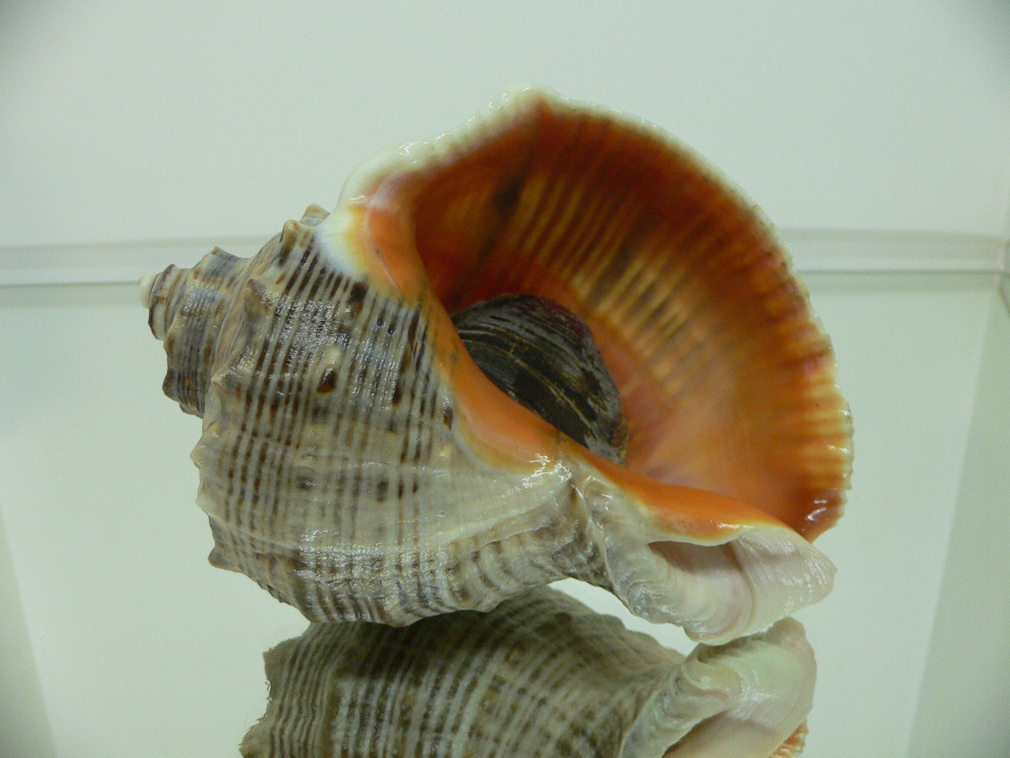 Rapana venosa STRIPES