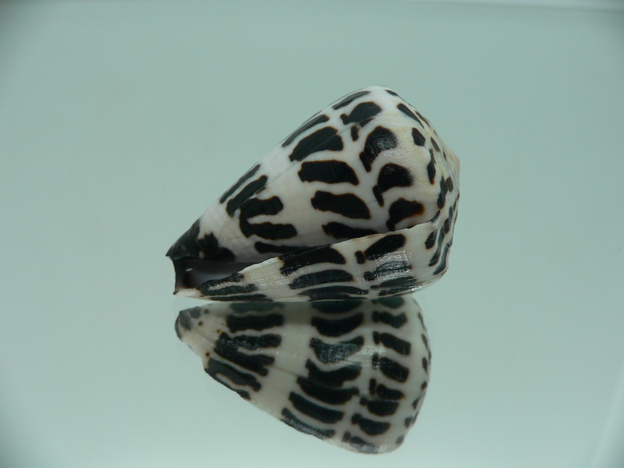 Conus ebraeus BIG & SUPER COLOR