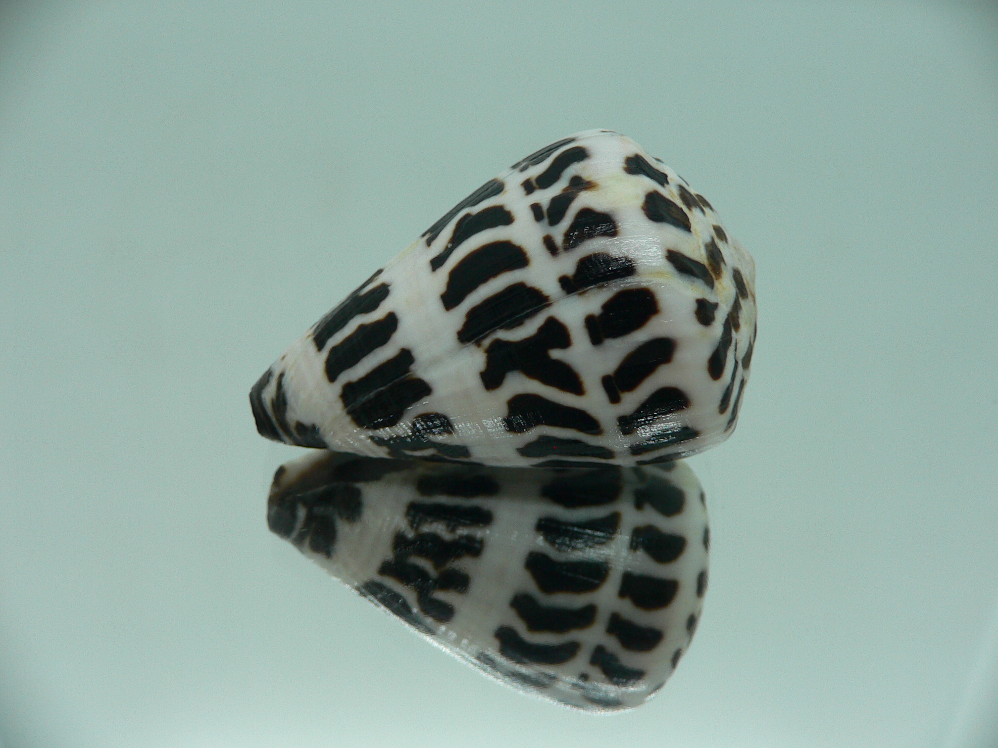 Conus ebraeus BIG & SUPER COLOR