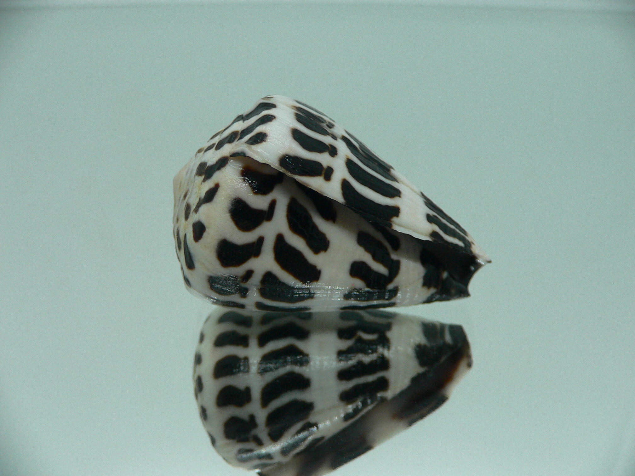 Conus ebraeus BIG & SUPER COLOR