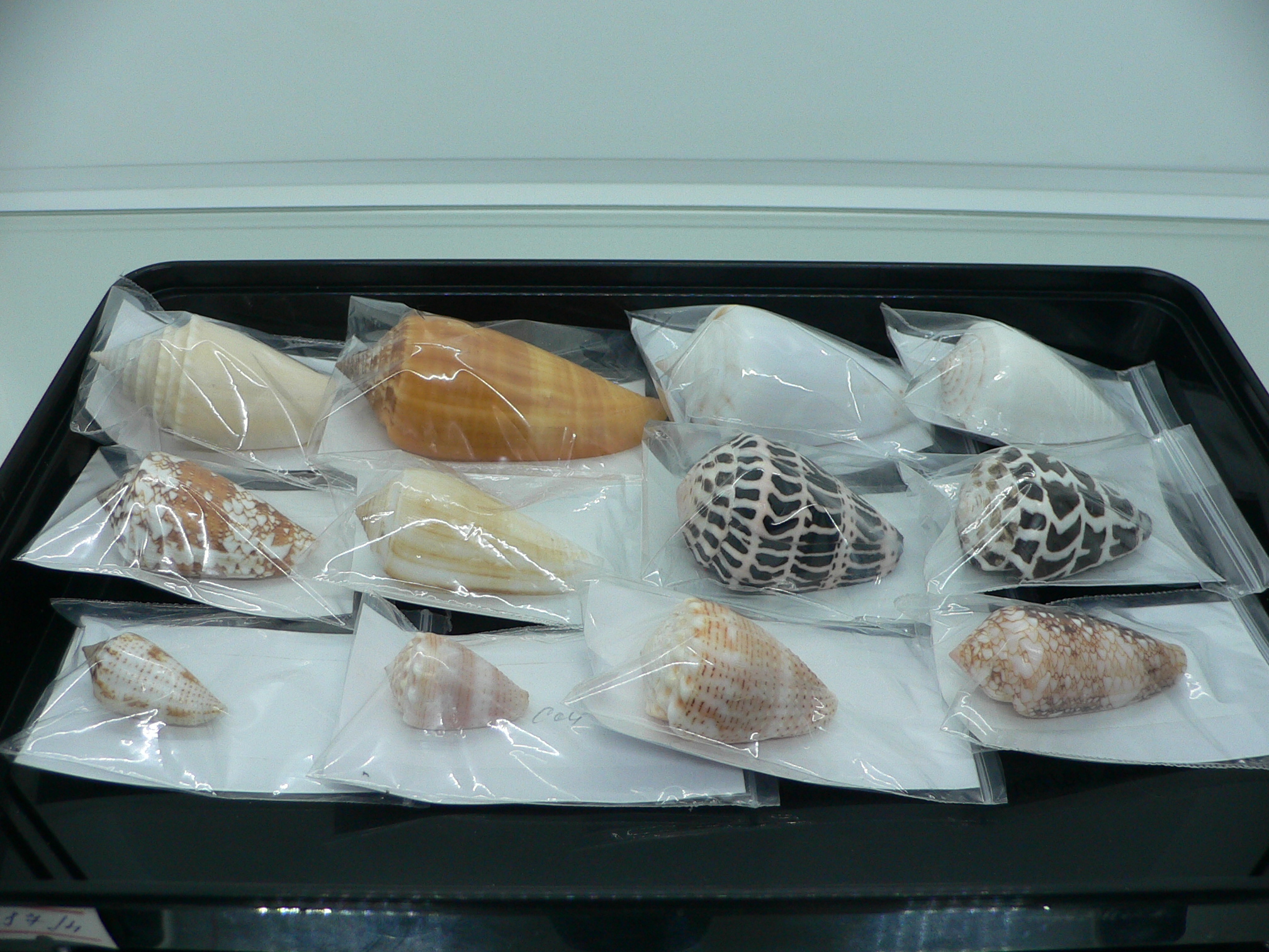 Conus ebraeus BIG & SUPER COLOR