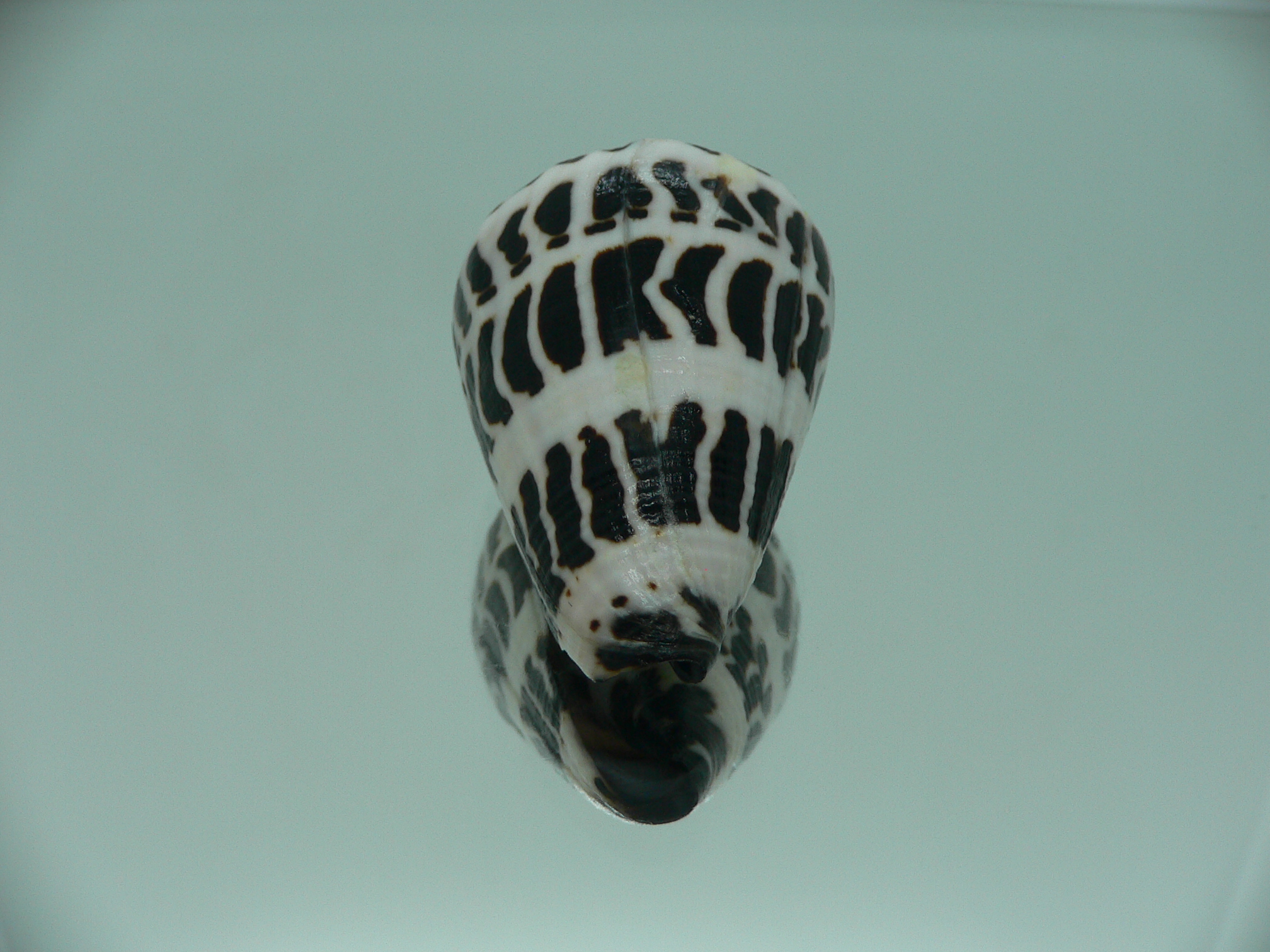 Conus ebraeus BIG & SUPER COLOR