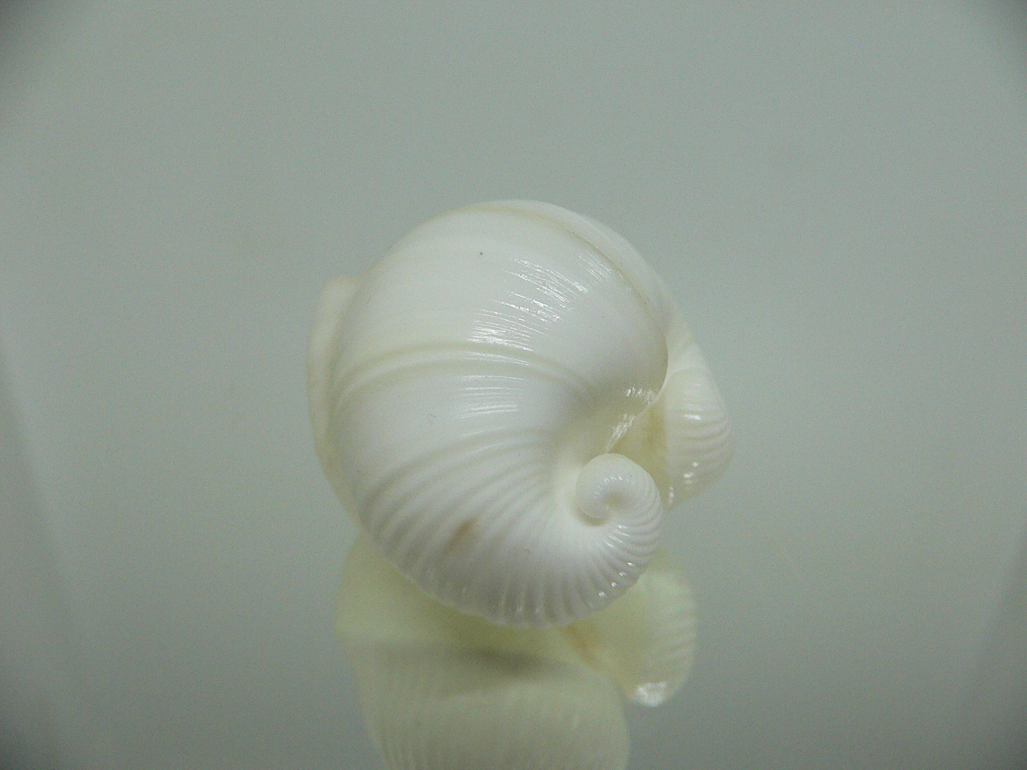 Meiocardia cumingi SUPER