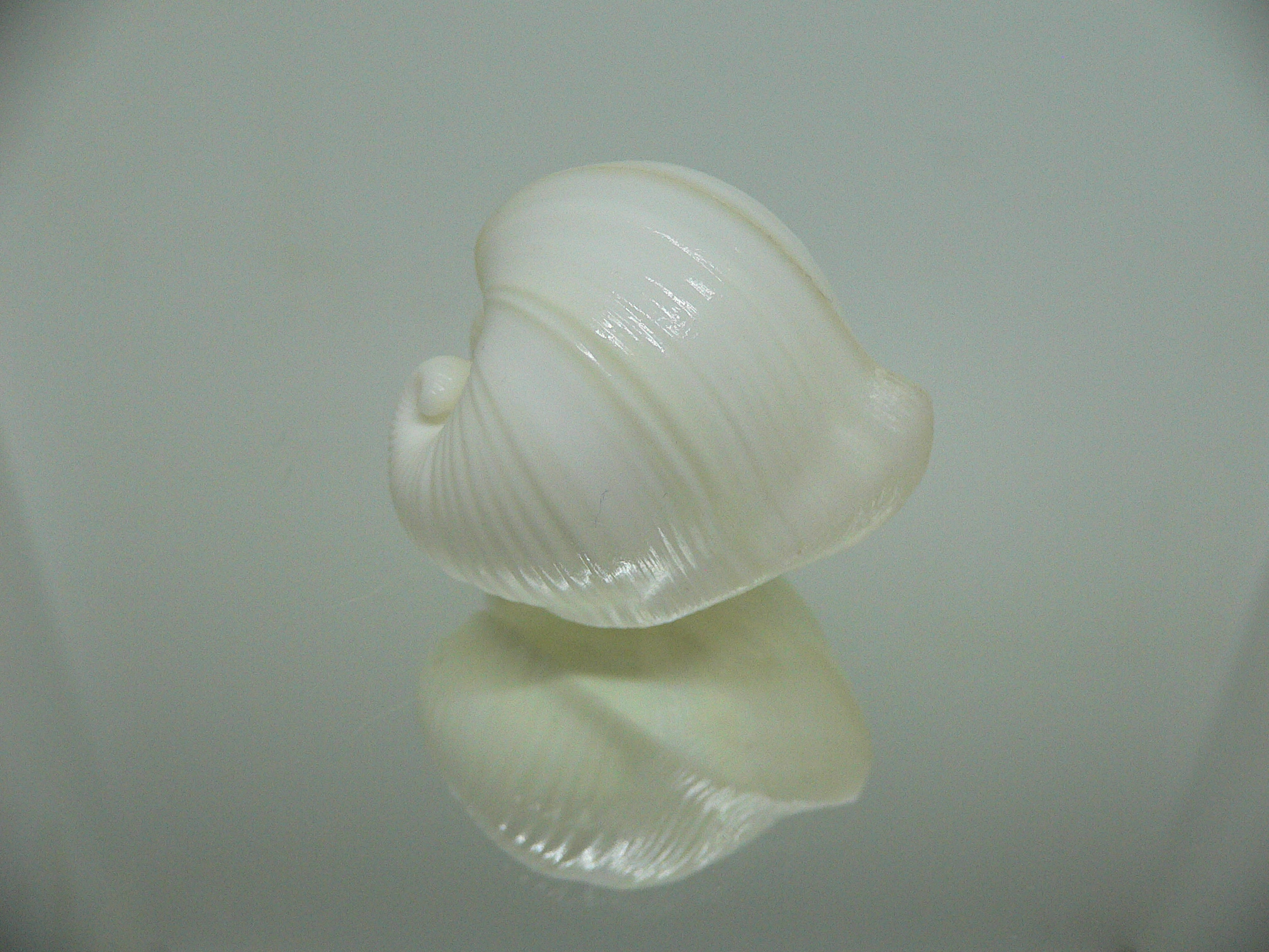 Meiocardia cumingi SUPER