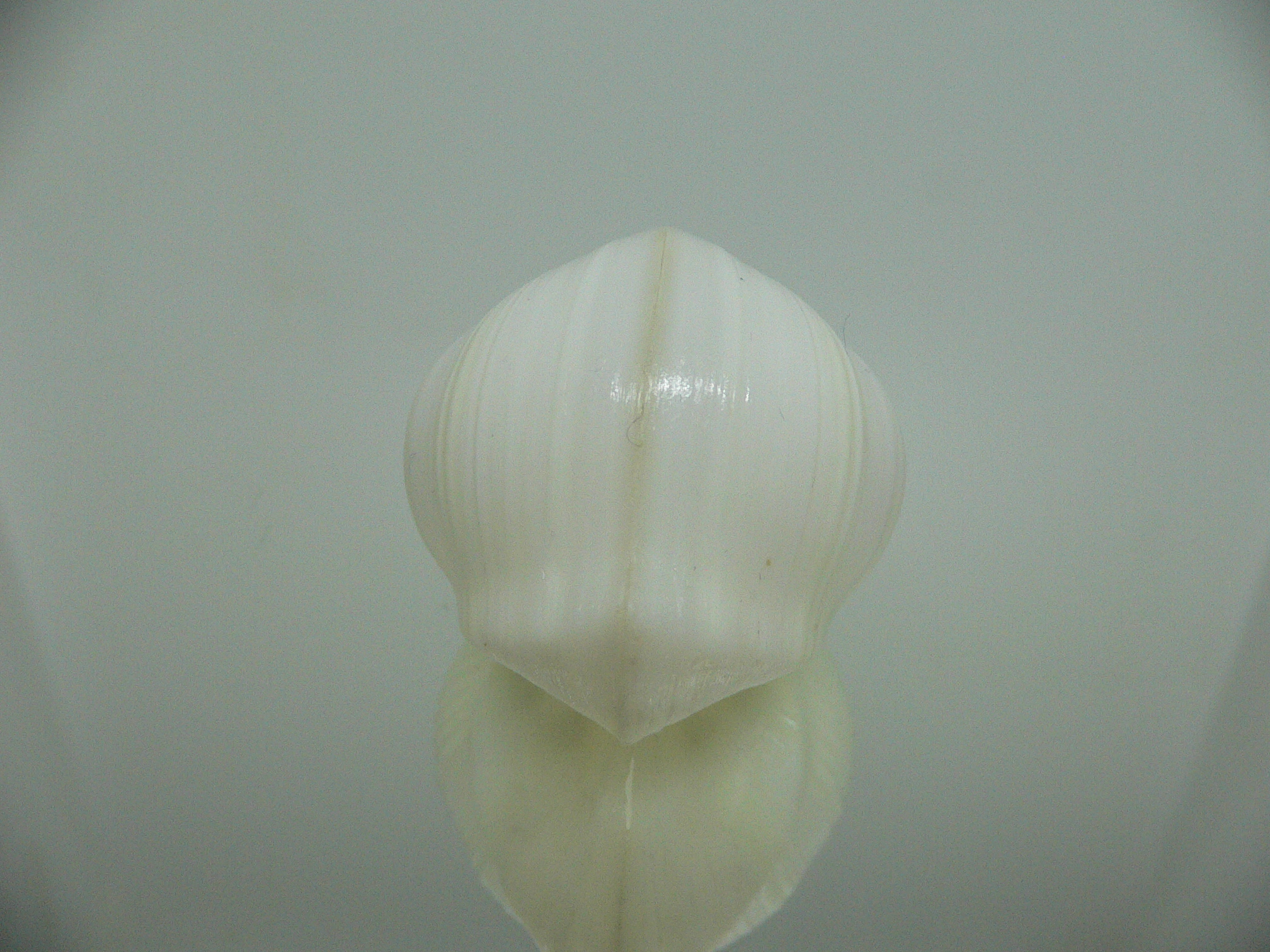 Meiocardia cumingi SUPER