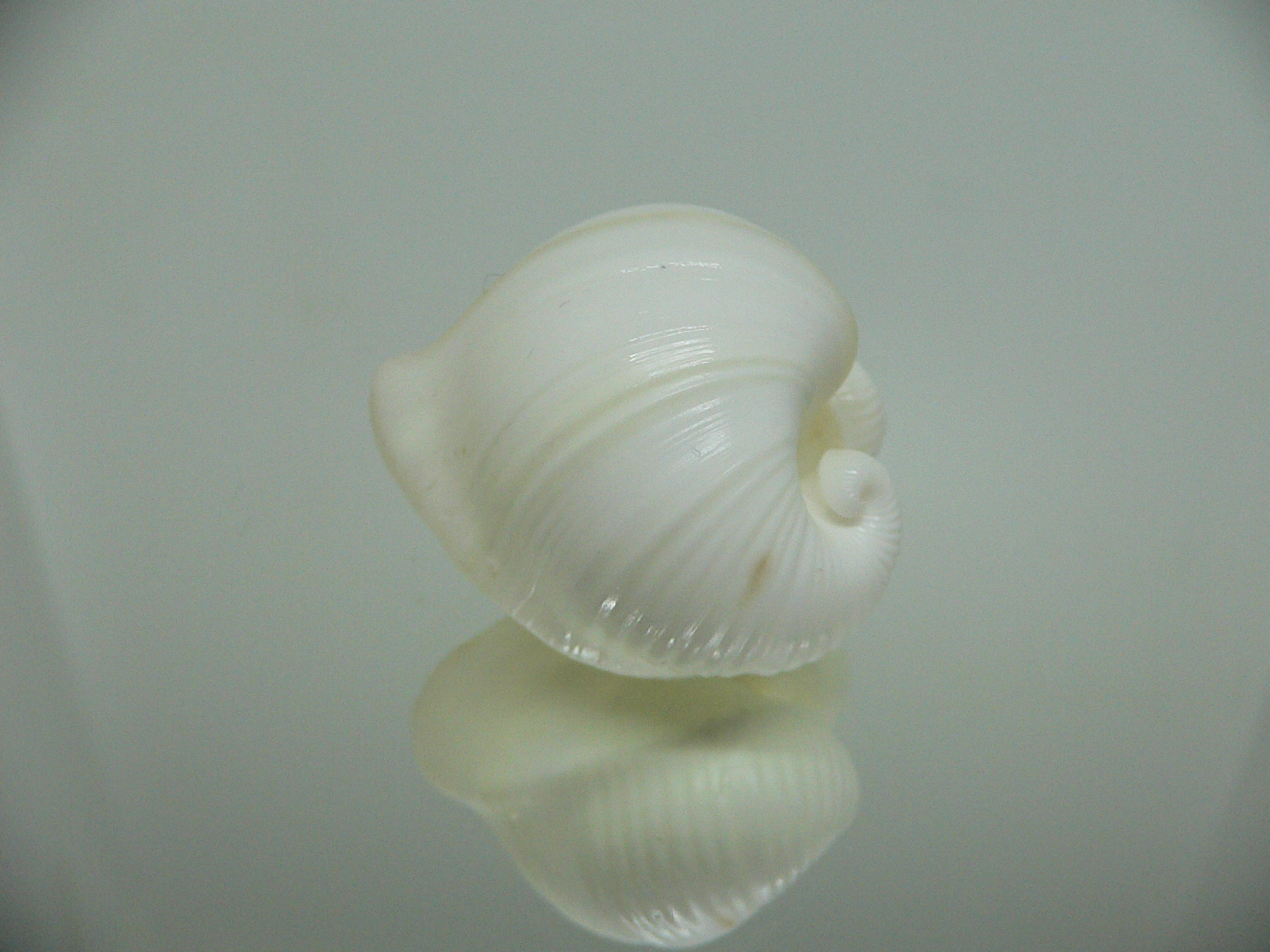 Meiocardia cumingi SUPER