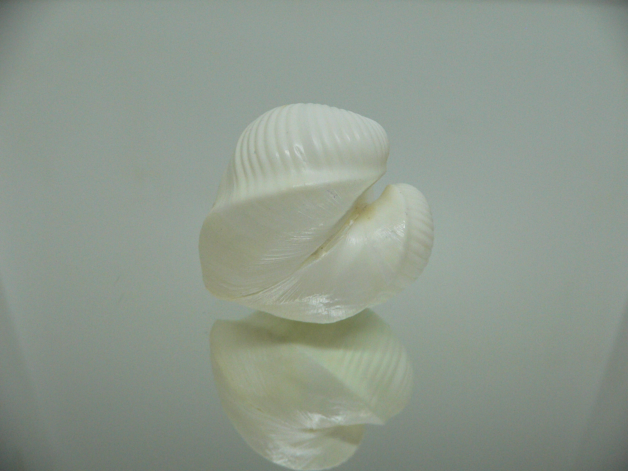 Meiocardia cumingi SUPER