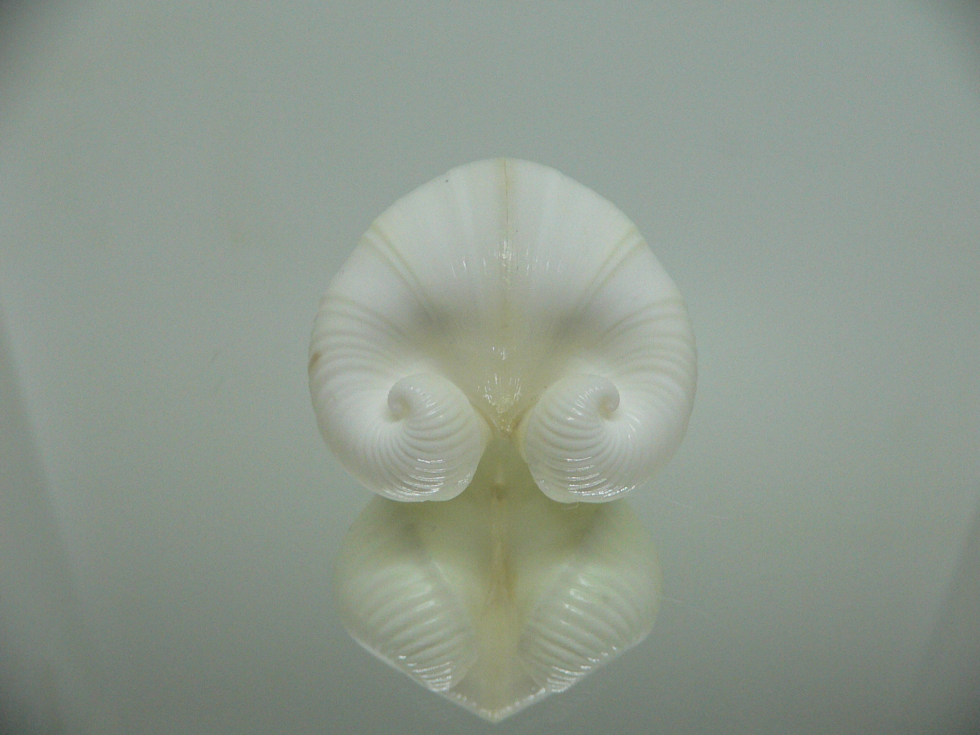 Meiocardia cumingi SUPER