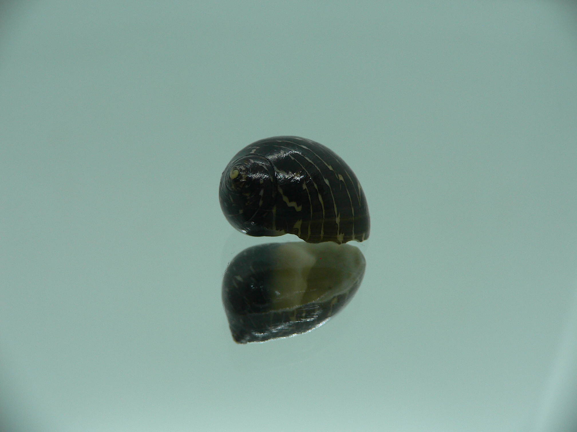 Neritina gagates DARK