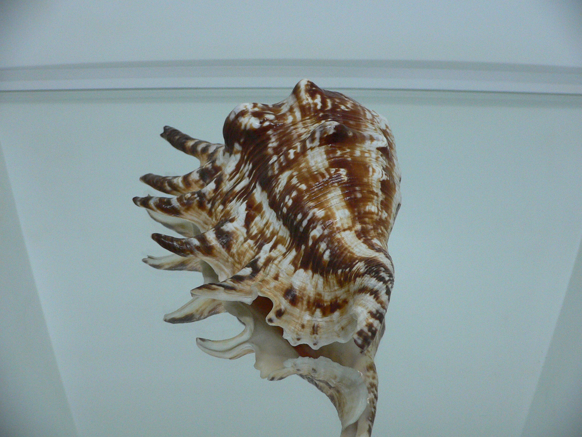 Lambis lambis (Молодая самка)