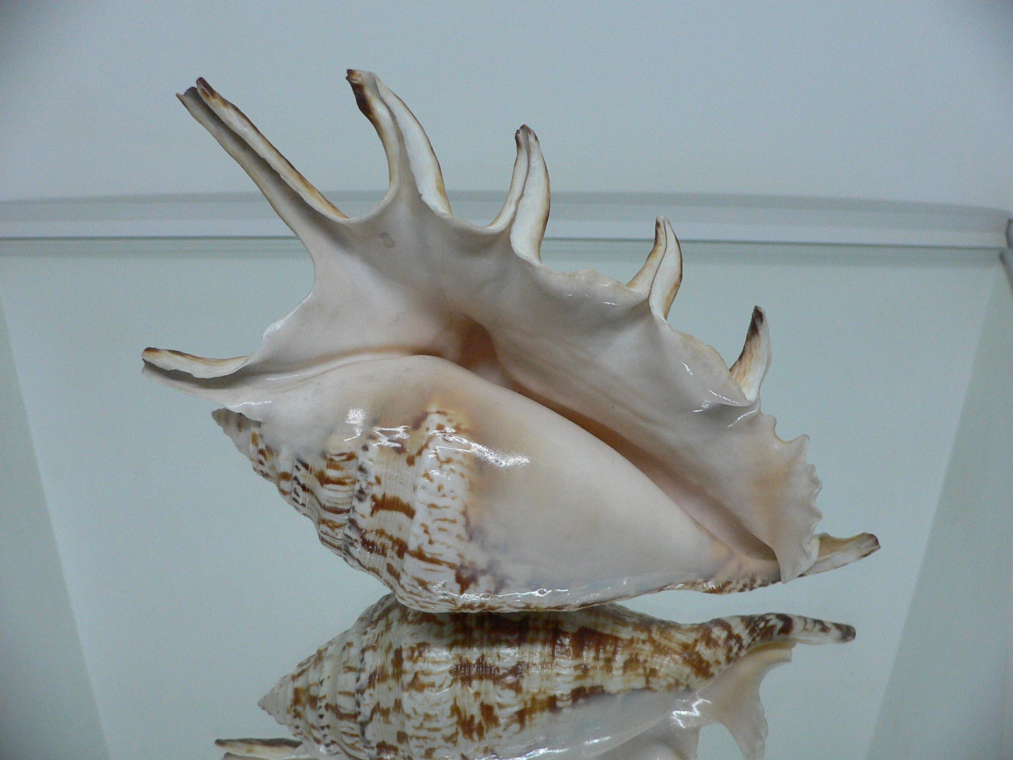 Lambis lambis (Молодая самка)