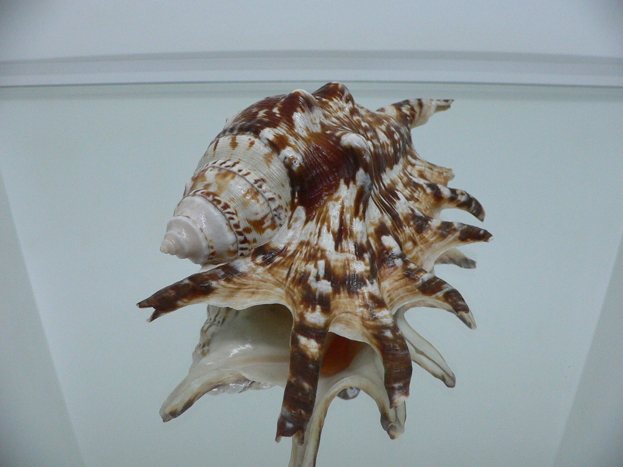 Lambis lambis (Молодая самка)