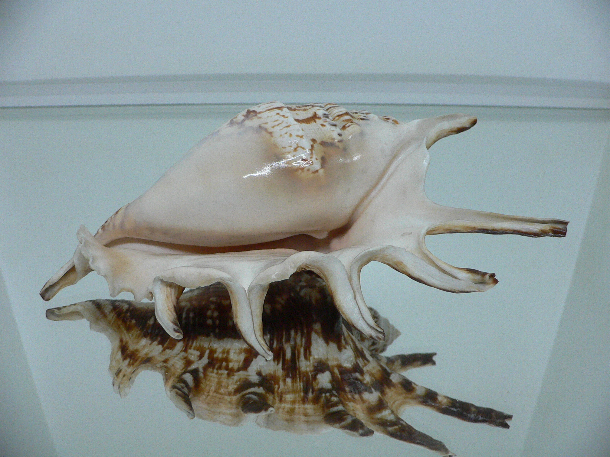 Lambis lambis (Молодая самка)