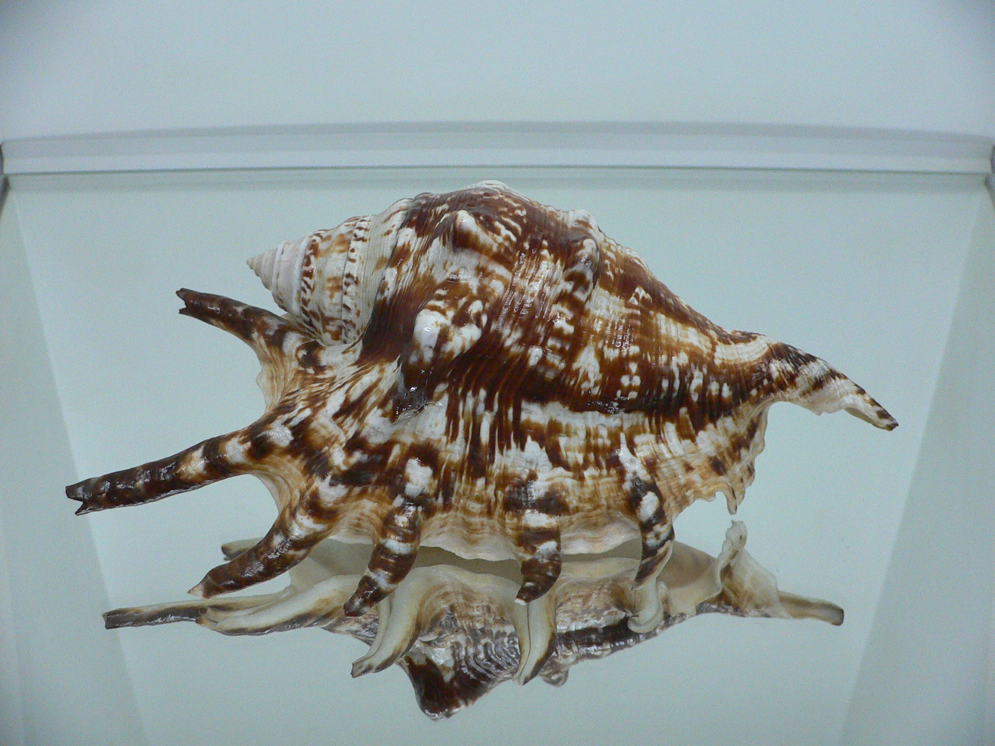 Lambis lambis (Молодая самка)