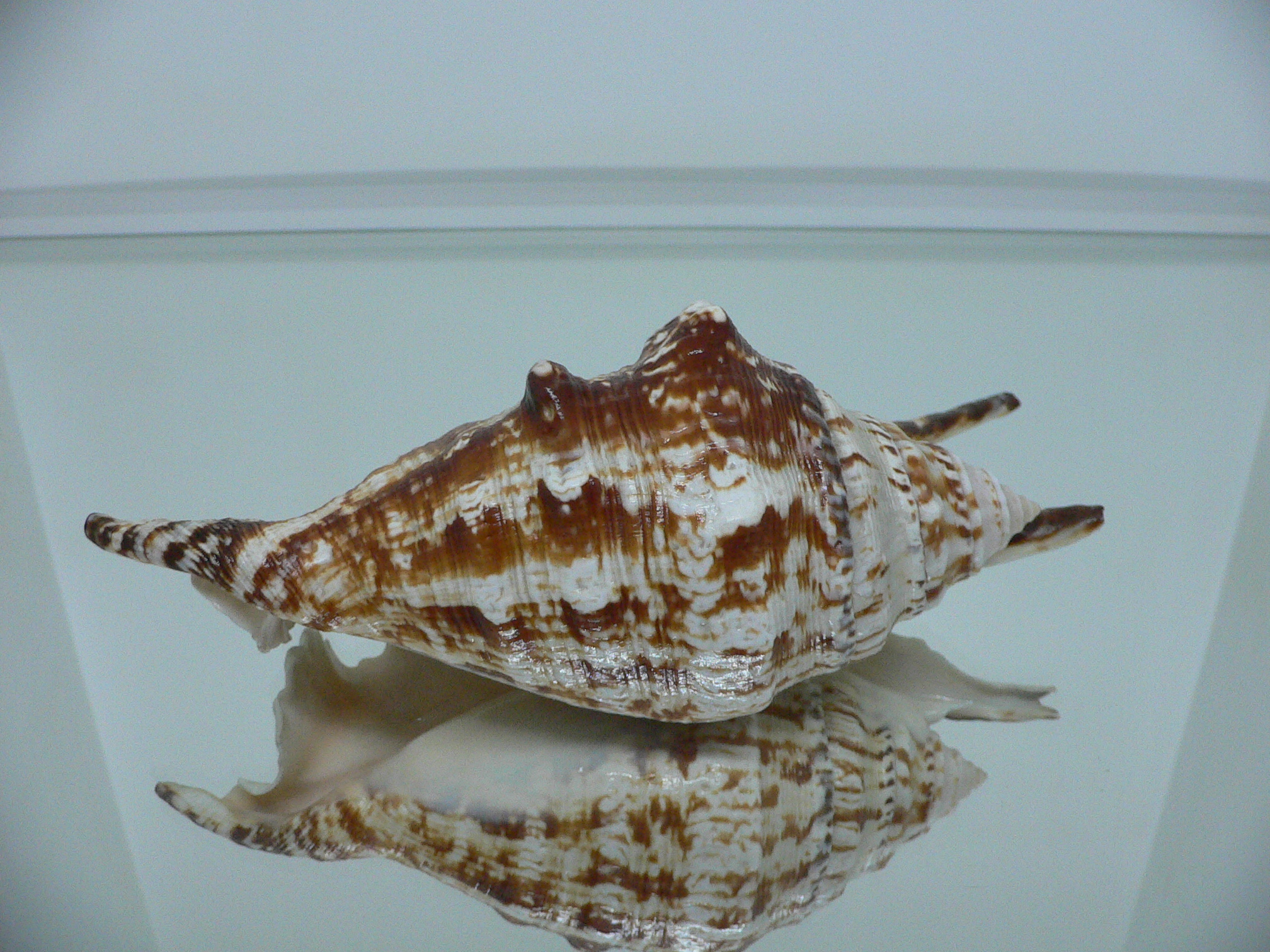 Lambis lambis (Молодая самка)