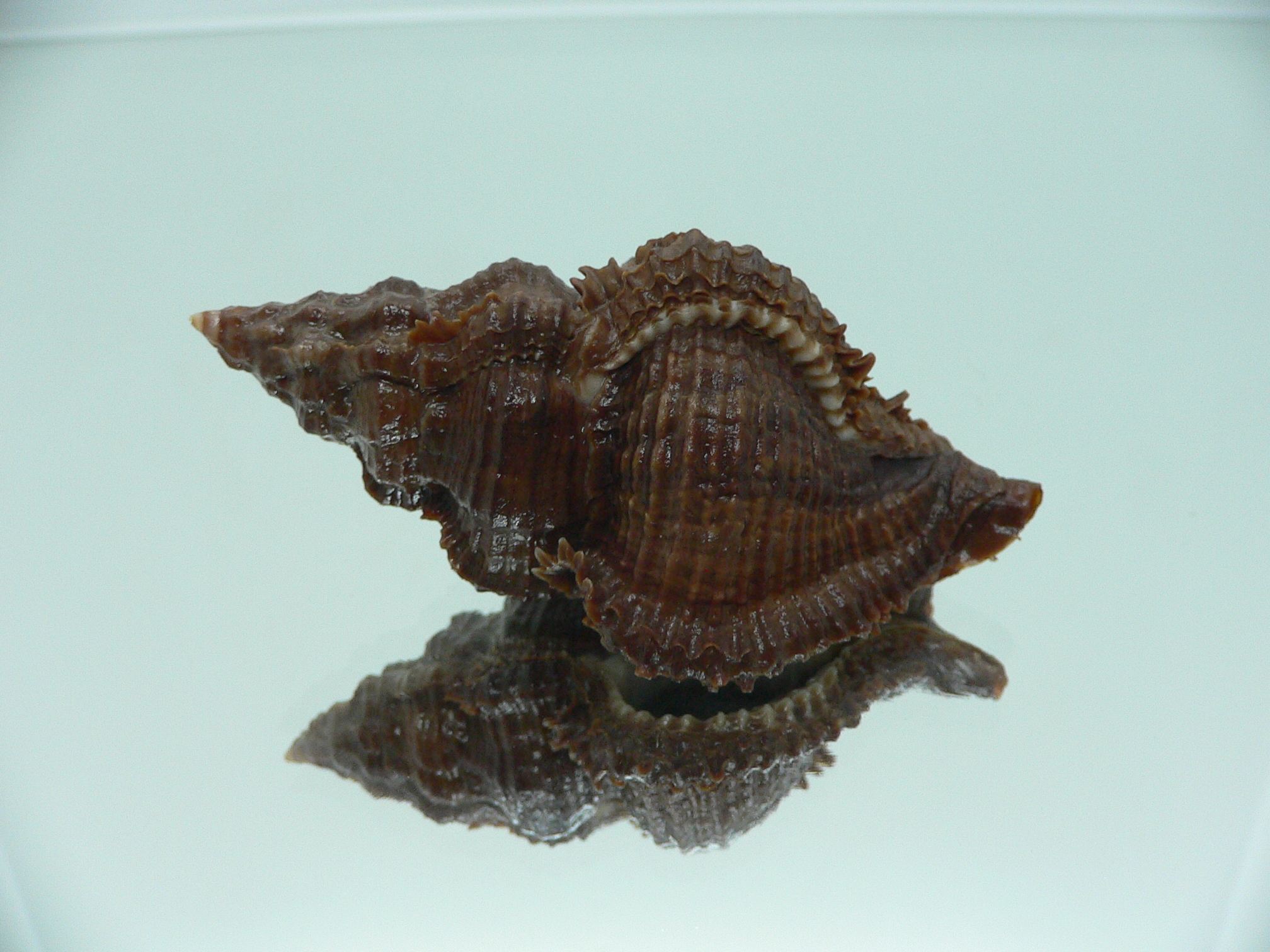 Chicoreus capucinus IDEAL & DARK