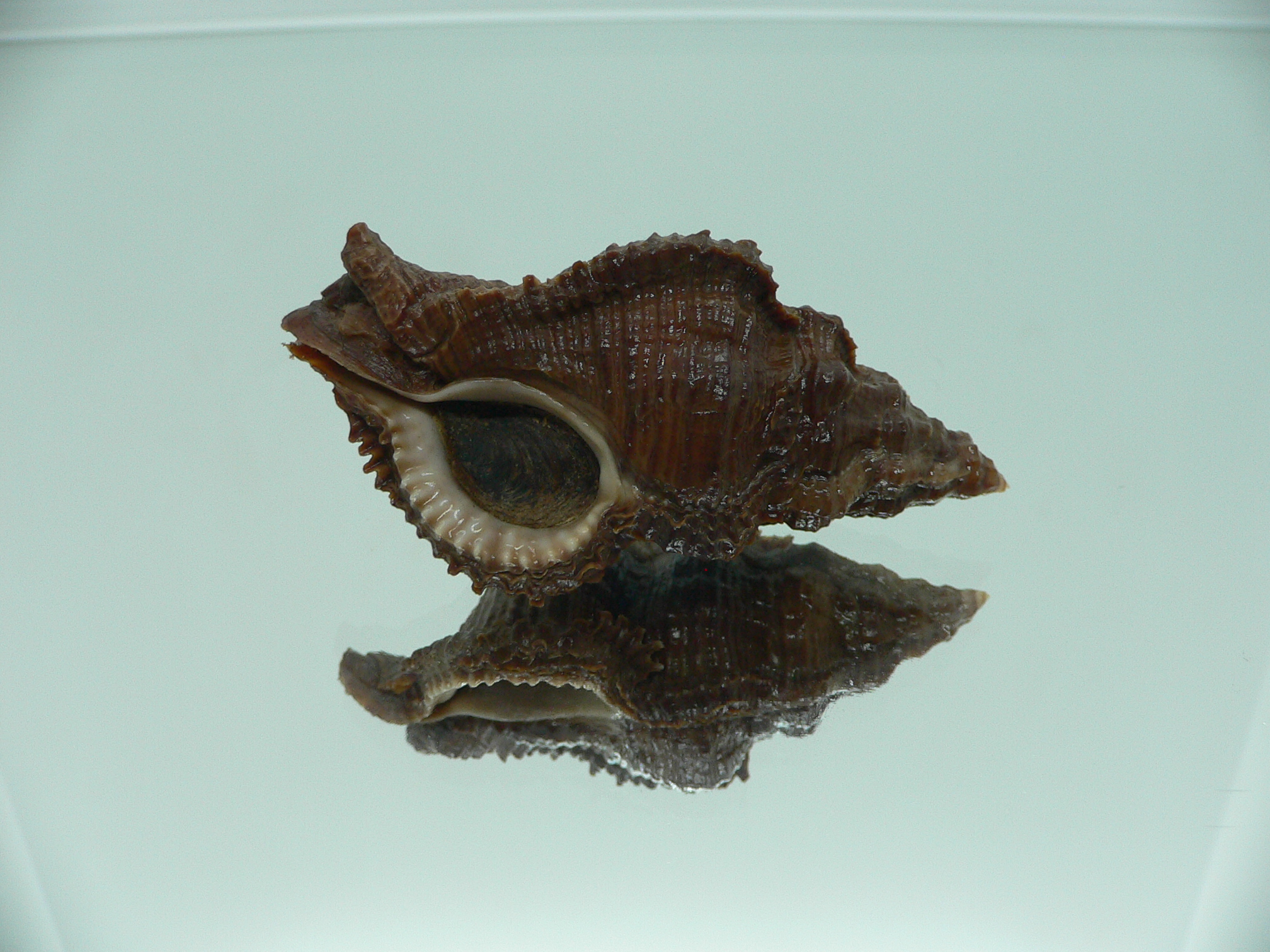 Chicoreus capucinus IDEAL & DARK