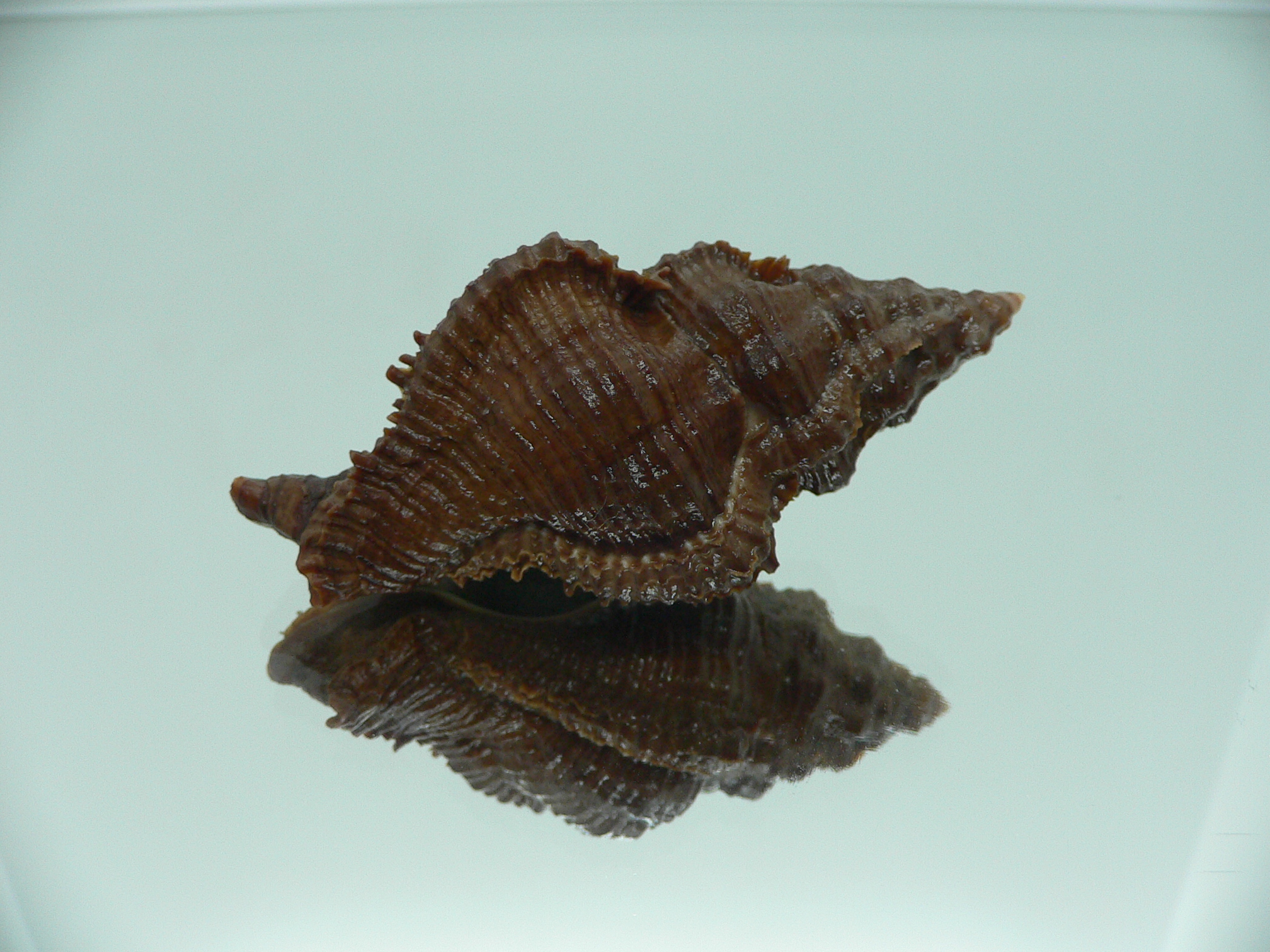 Chicoreus capucinus IDEAL & DARK