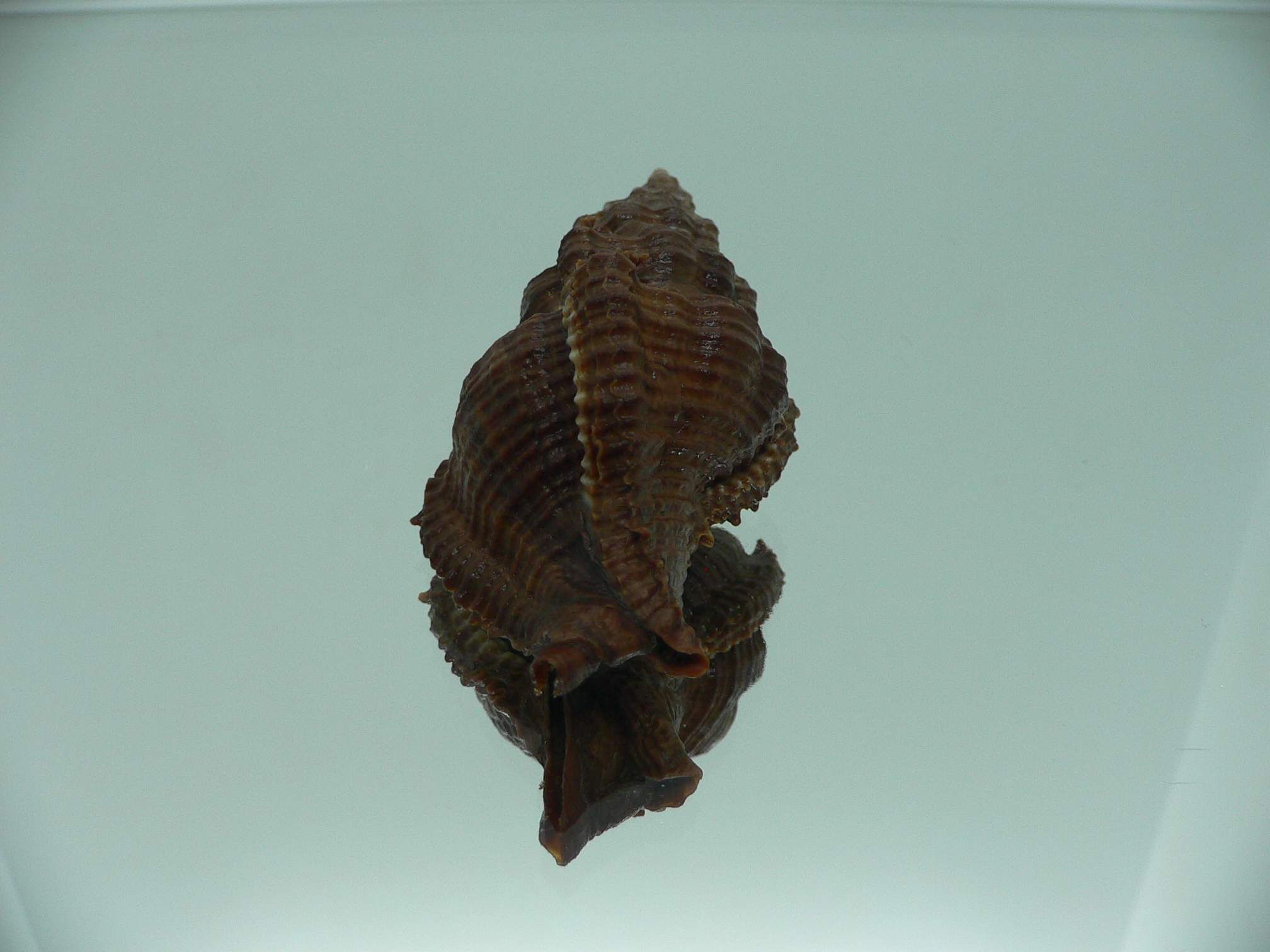 Chicoreus capucinus IDEAL & DARK