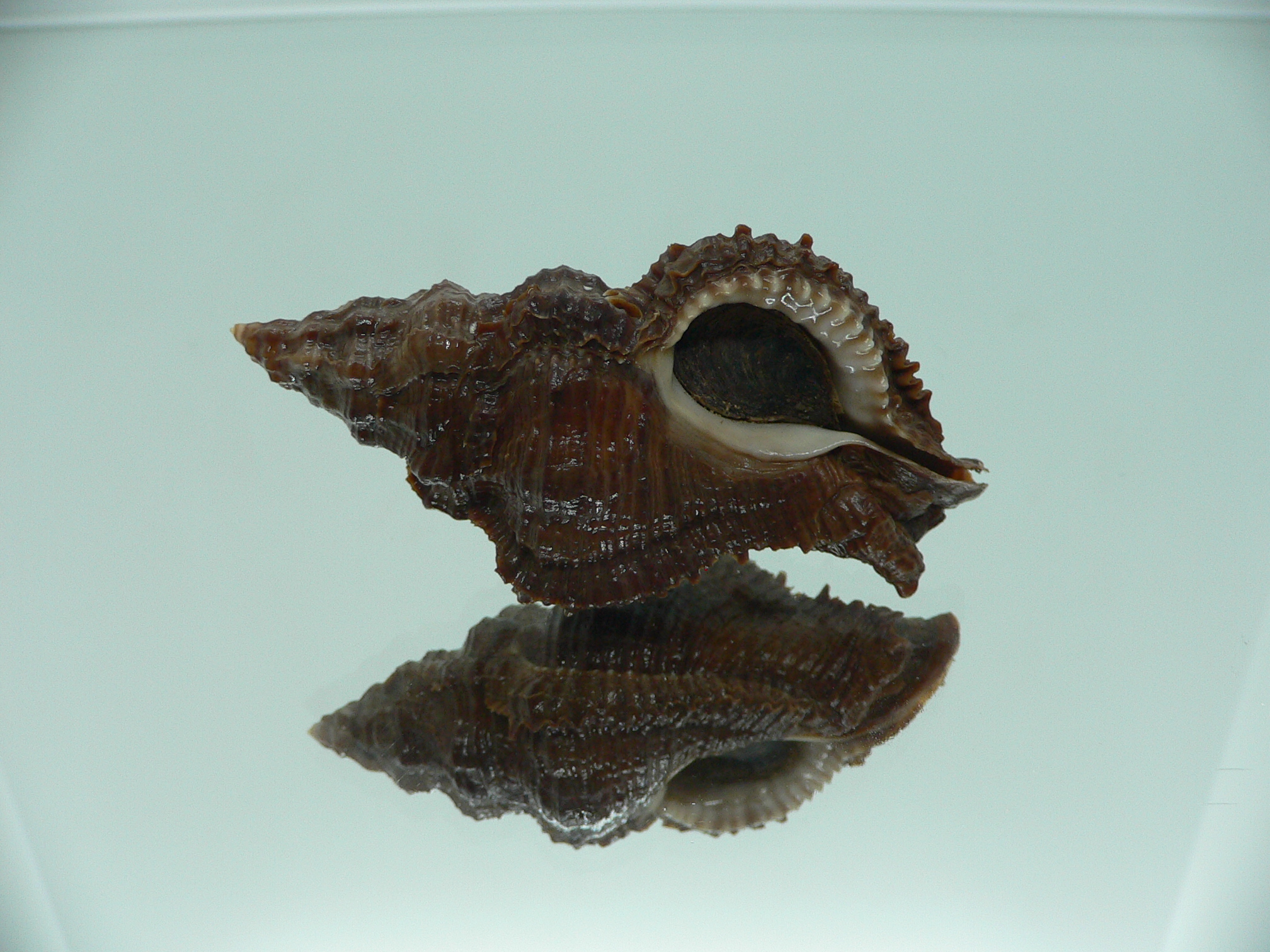 Chicoreus capucinus IDEAL & DARK