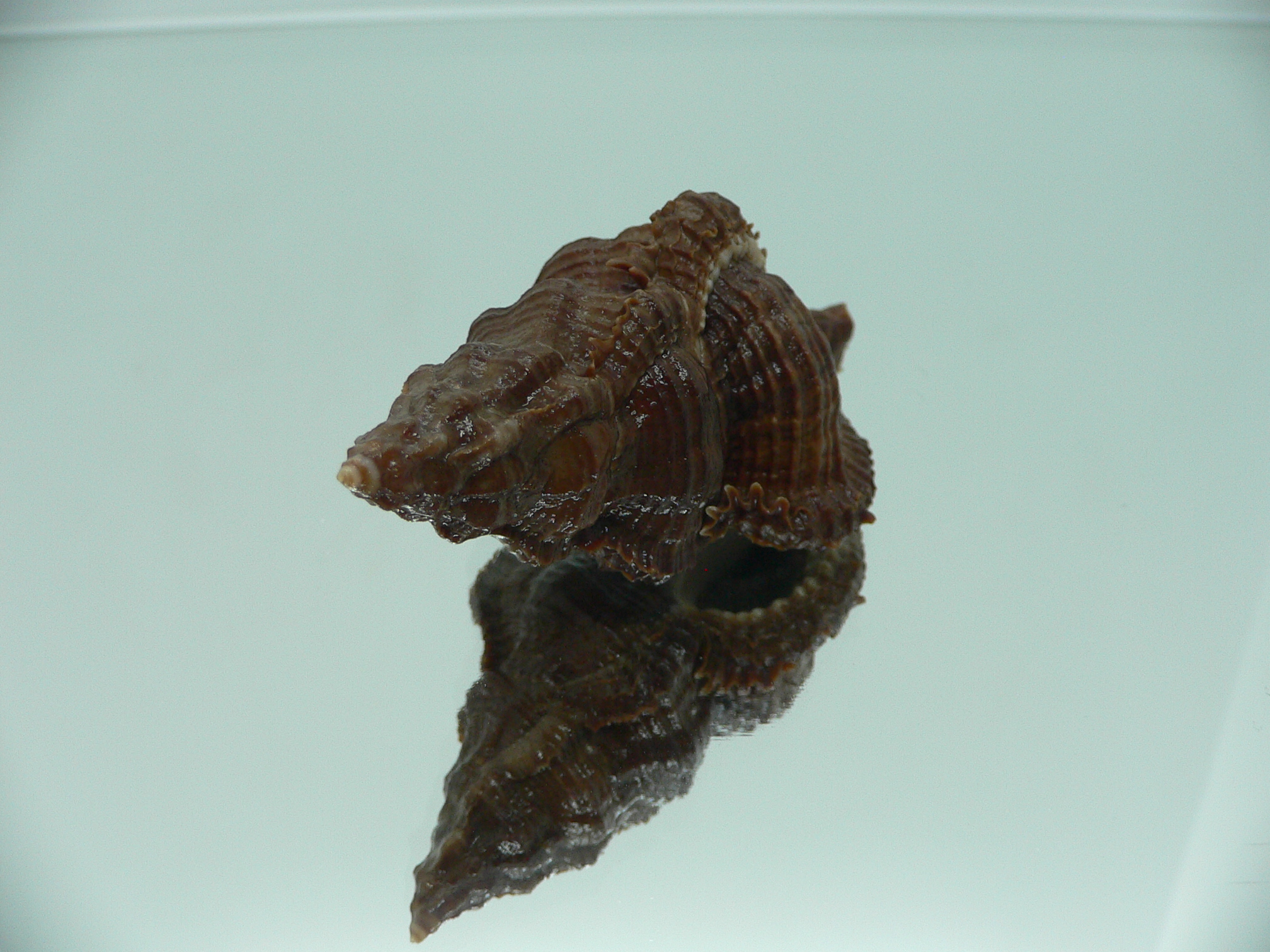 Chicoreus capucinus IDEAL & DARK