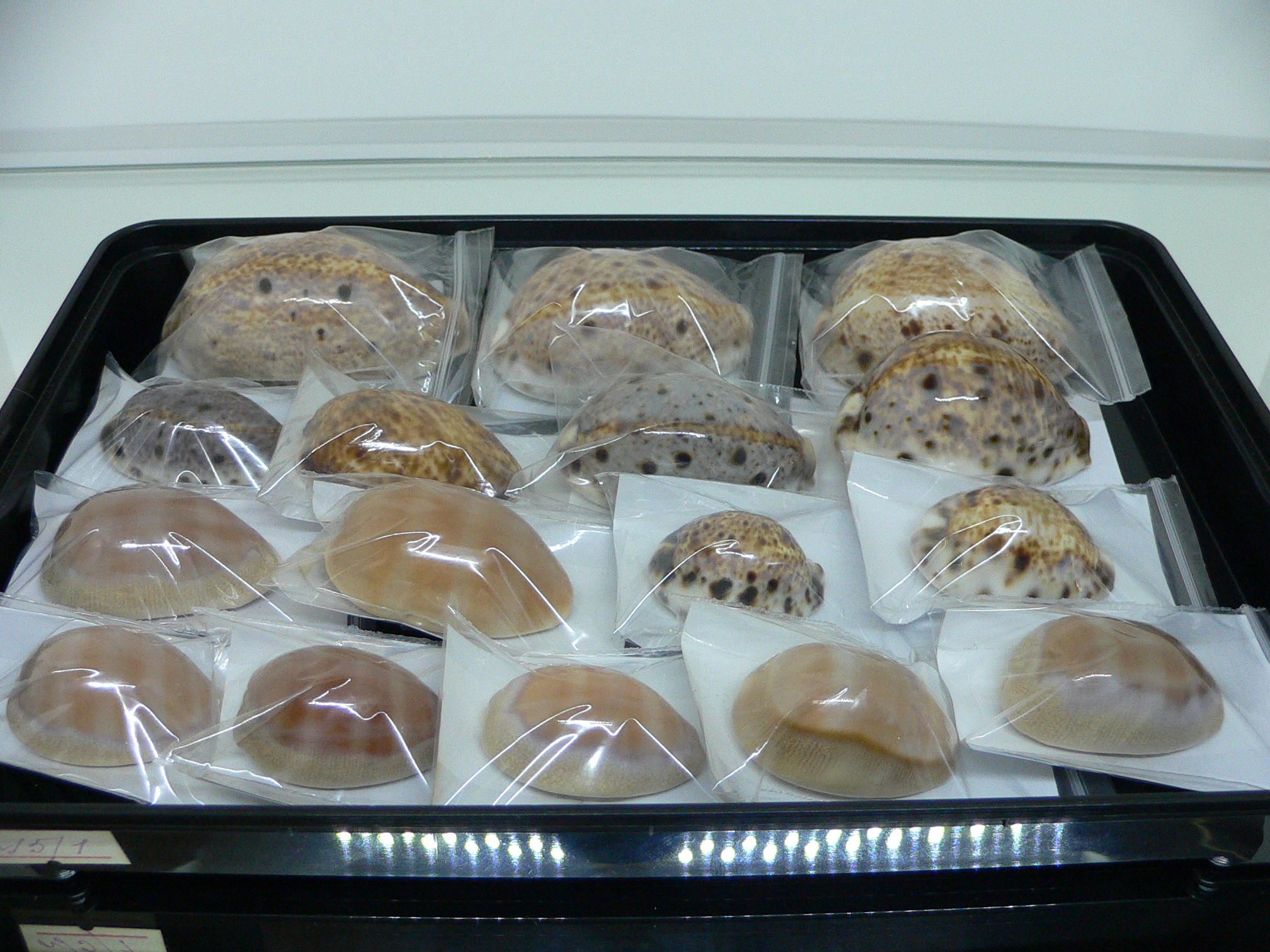 Cypraea lynx vanelli (var.) LILAC