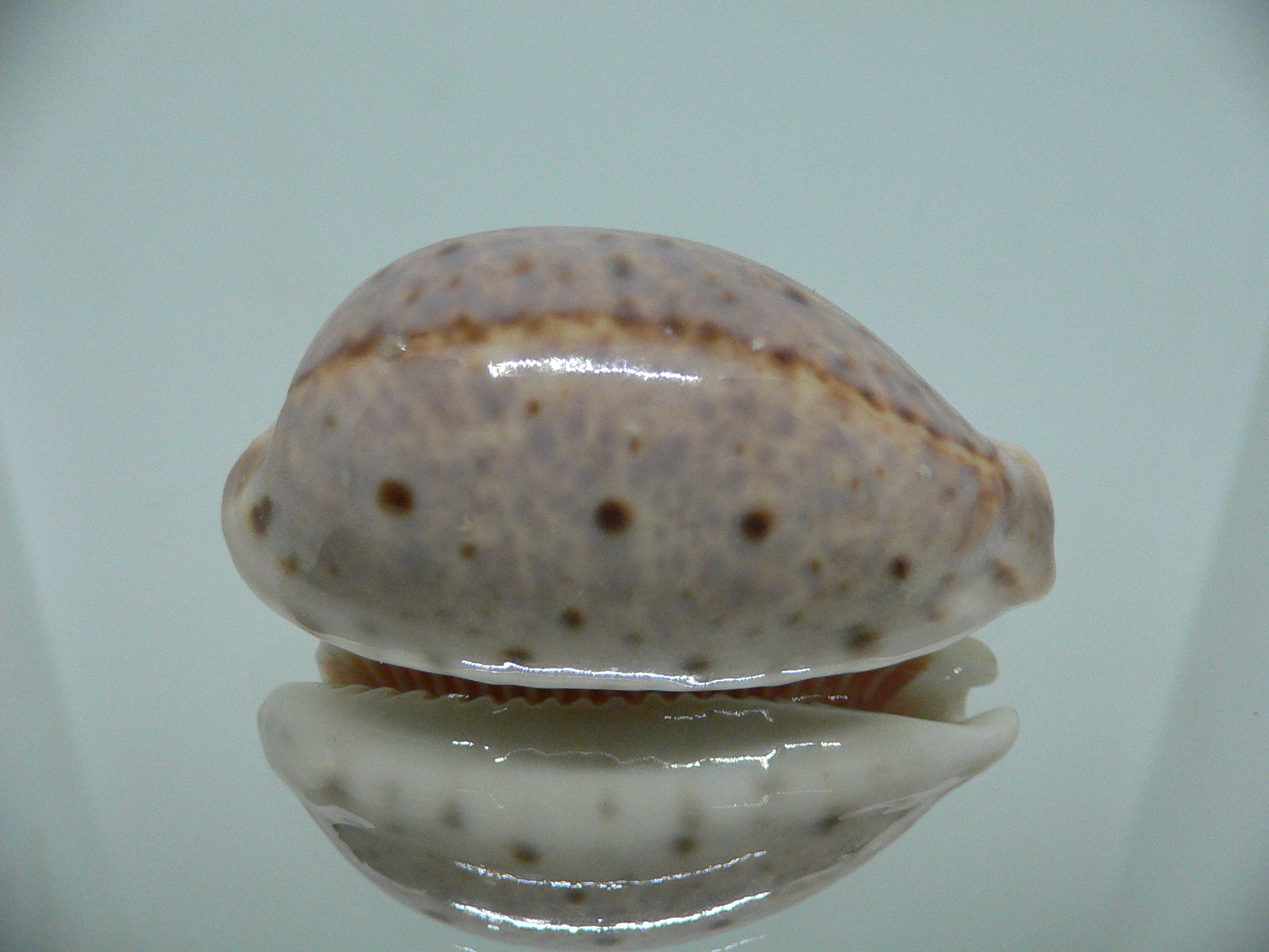 Cypraea lynx vanelli (var.) LILAC