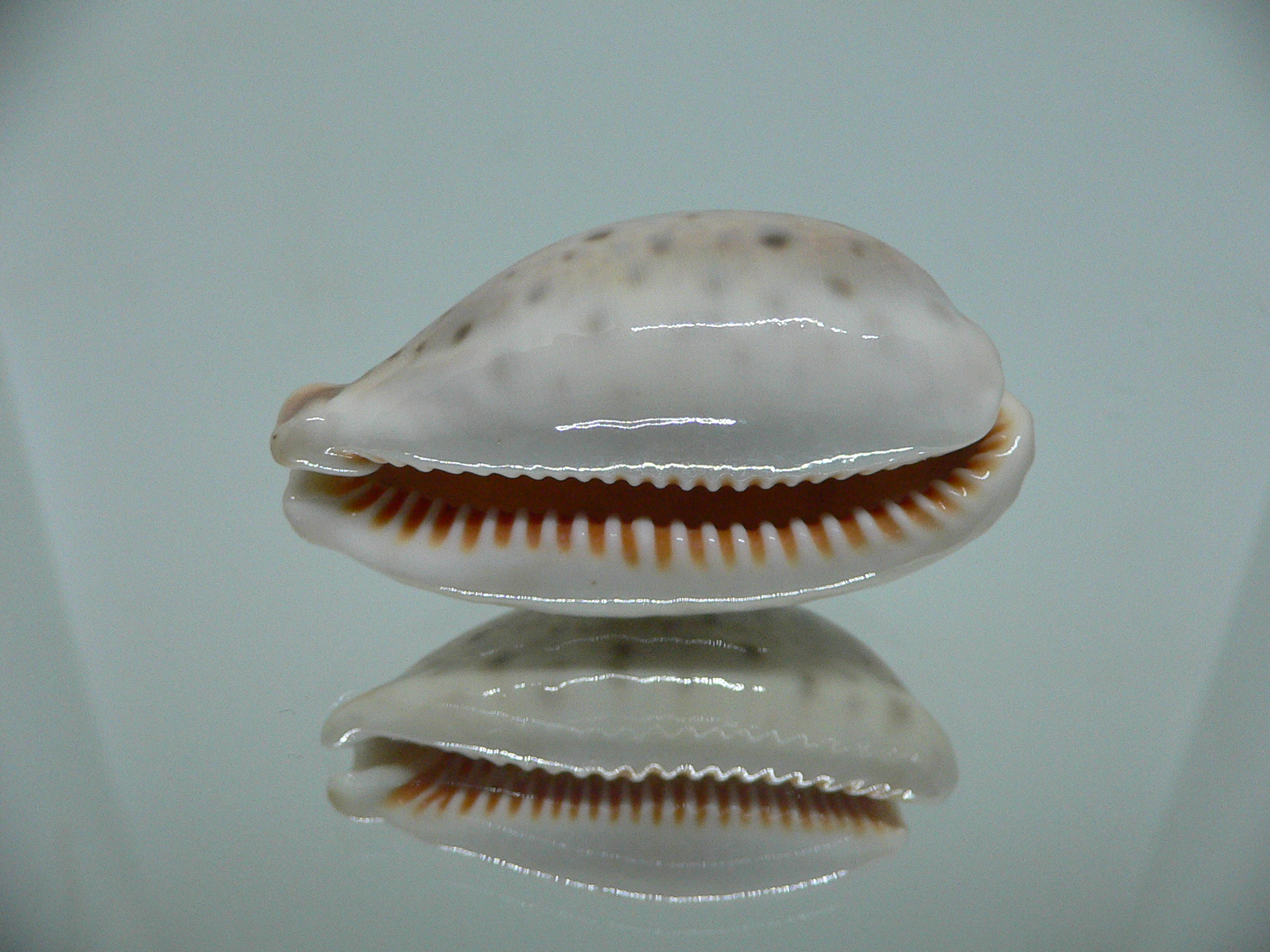 Cypraea lynx vanelli (var.) LILAC