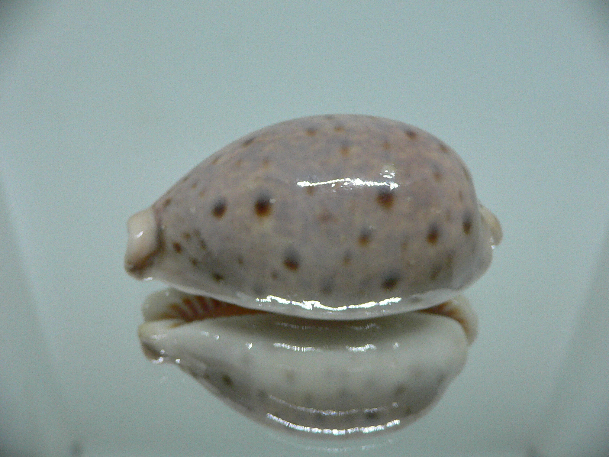 Cypraea lynx vanelli (var.) LILAC